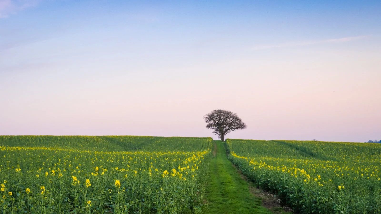 River Lea at Dawn By Tim Tate-1.jpeg