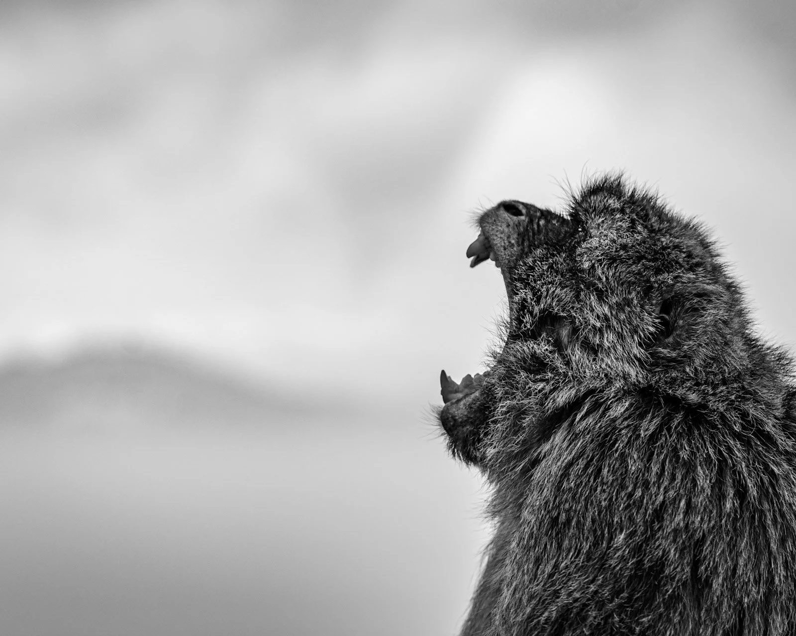 Monkey at the top of Gibraltar by Tim Tate.jpg