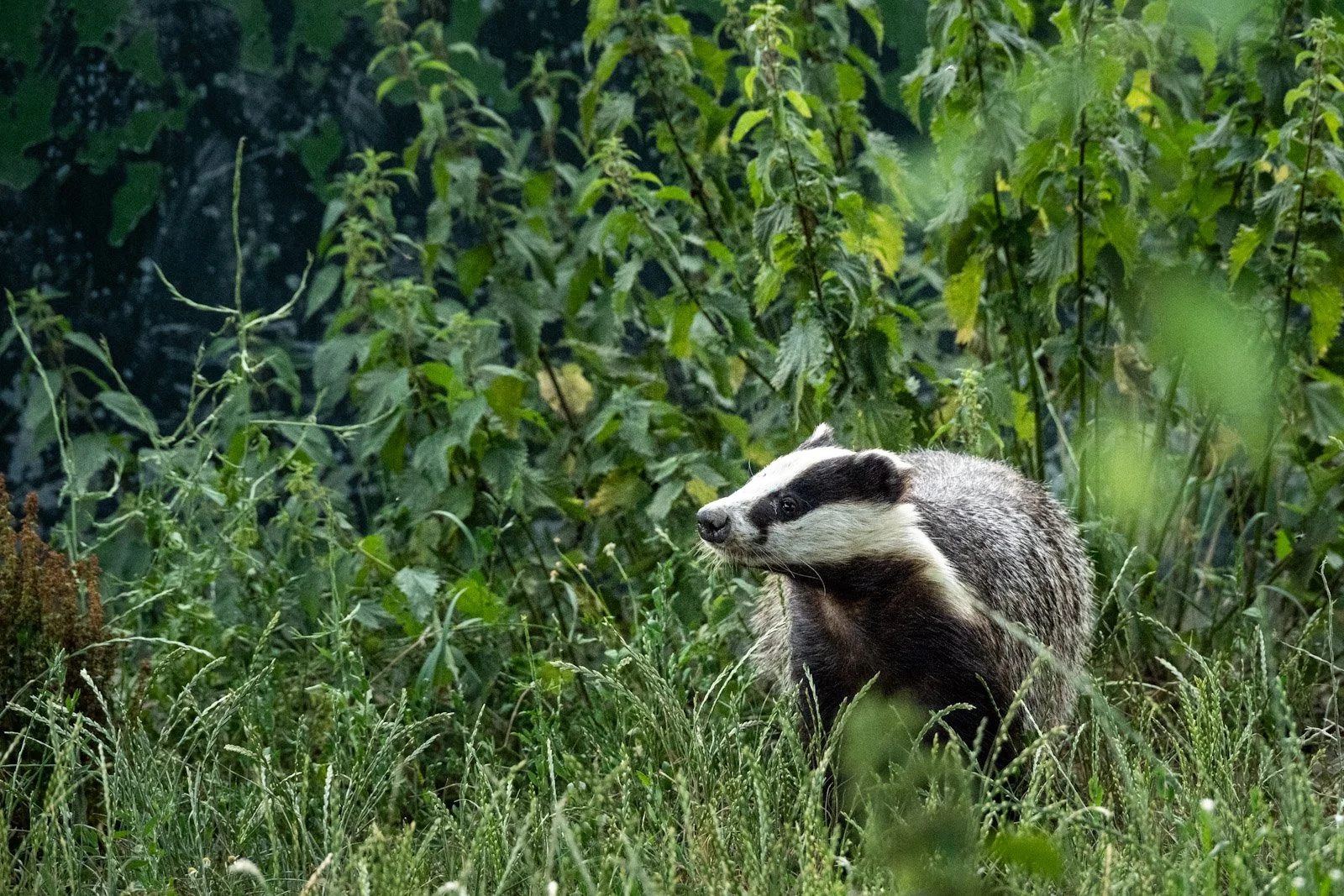 Badger emerging from undergrowth by Tim Tate.jpg