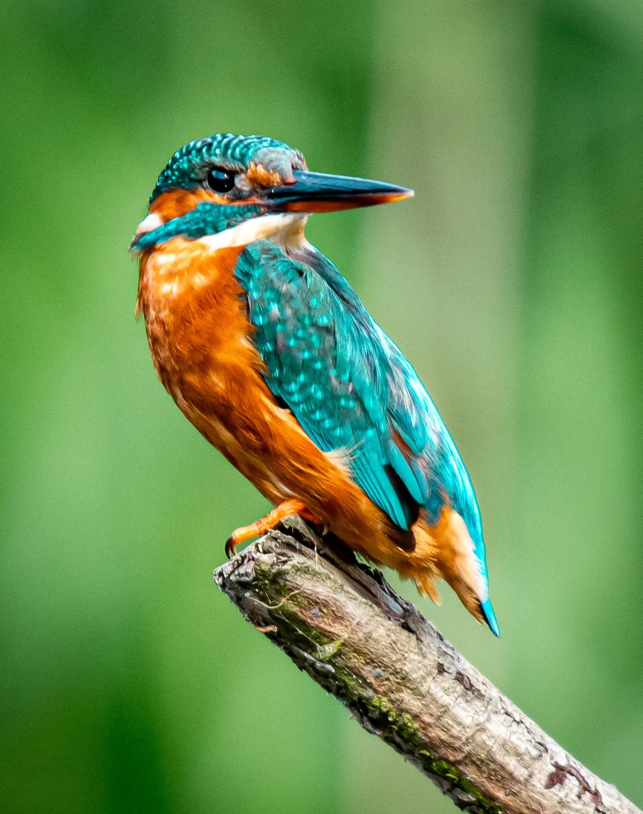 Kingfisher by Tim Tate.jpg