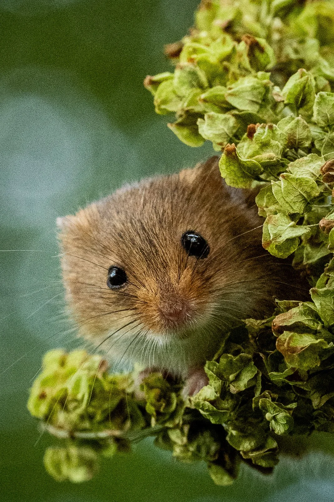 Field mouse looking out by Tim Tate.jpg