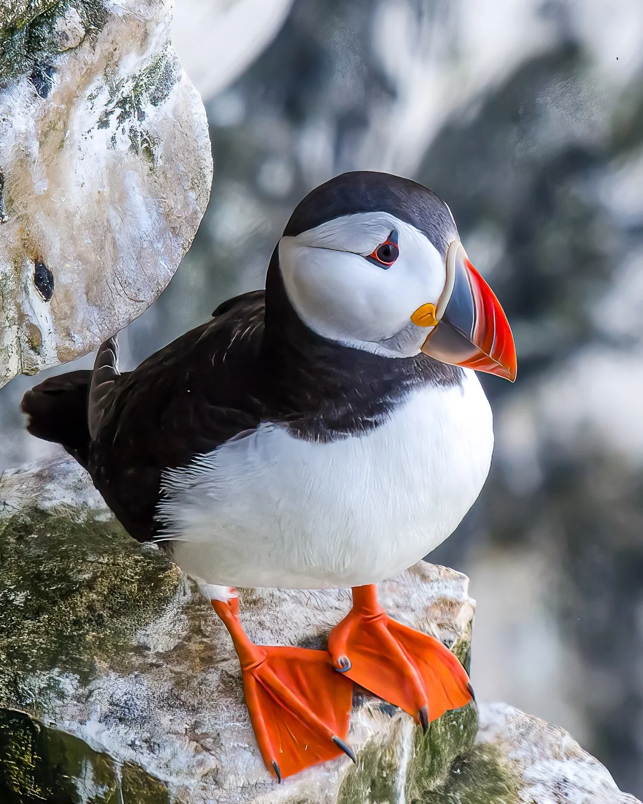 Puffin at Bempton Cliffs by Tim Tate-1.jpg