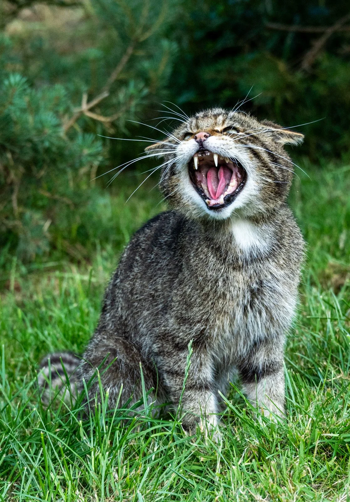Scottish Wildcat by Tim Tate.jpg