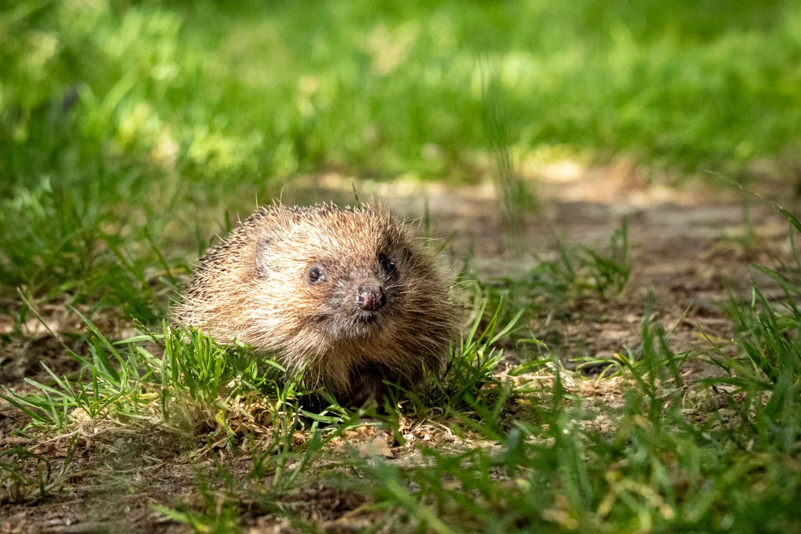 Hedgehog walking in the grass by Tim Tate-1.jpg