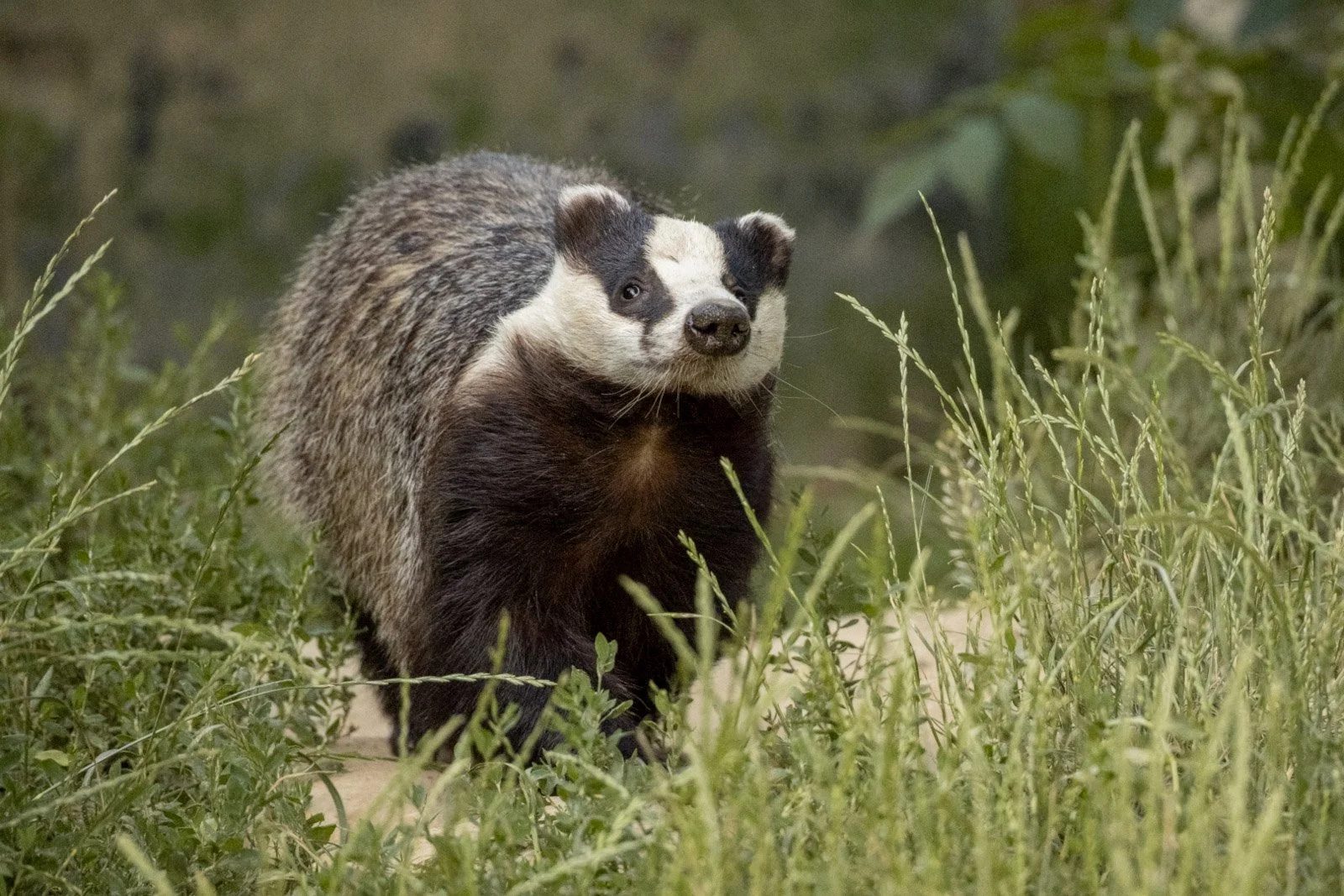 Badger walking by Tim Tate.jpg