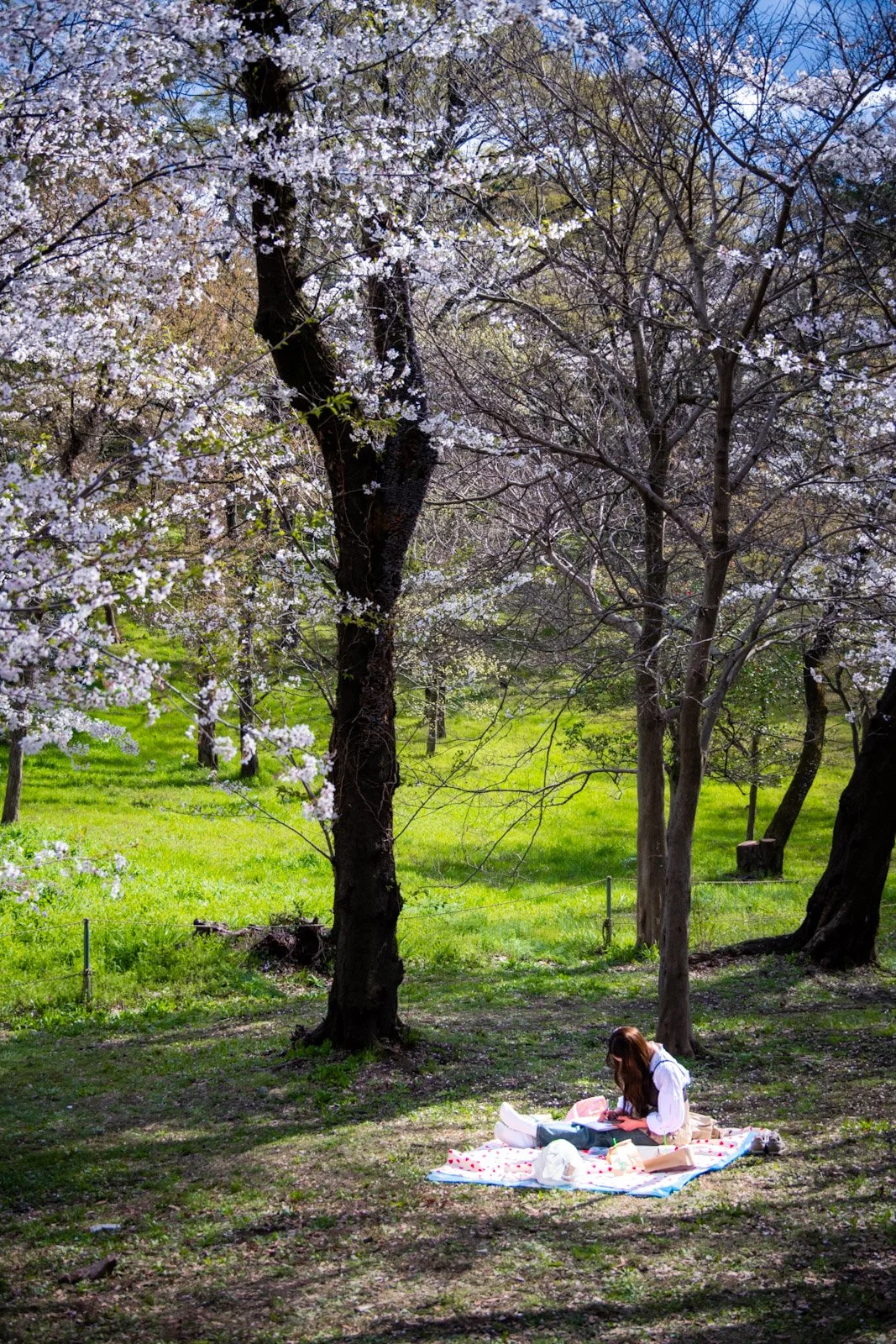 Tokyo park cherry blossom Sakura by Tim Tate.jpg