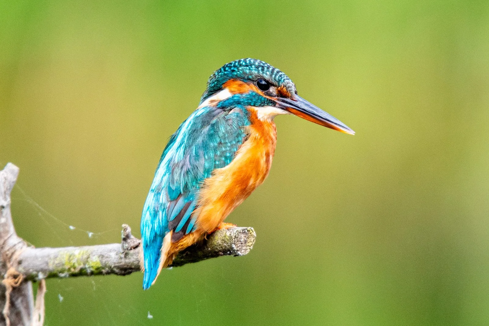 Kingfisher at Rye Meads by Tim Tate.jpg
