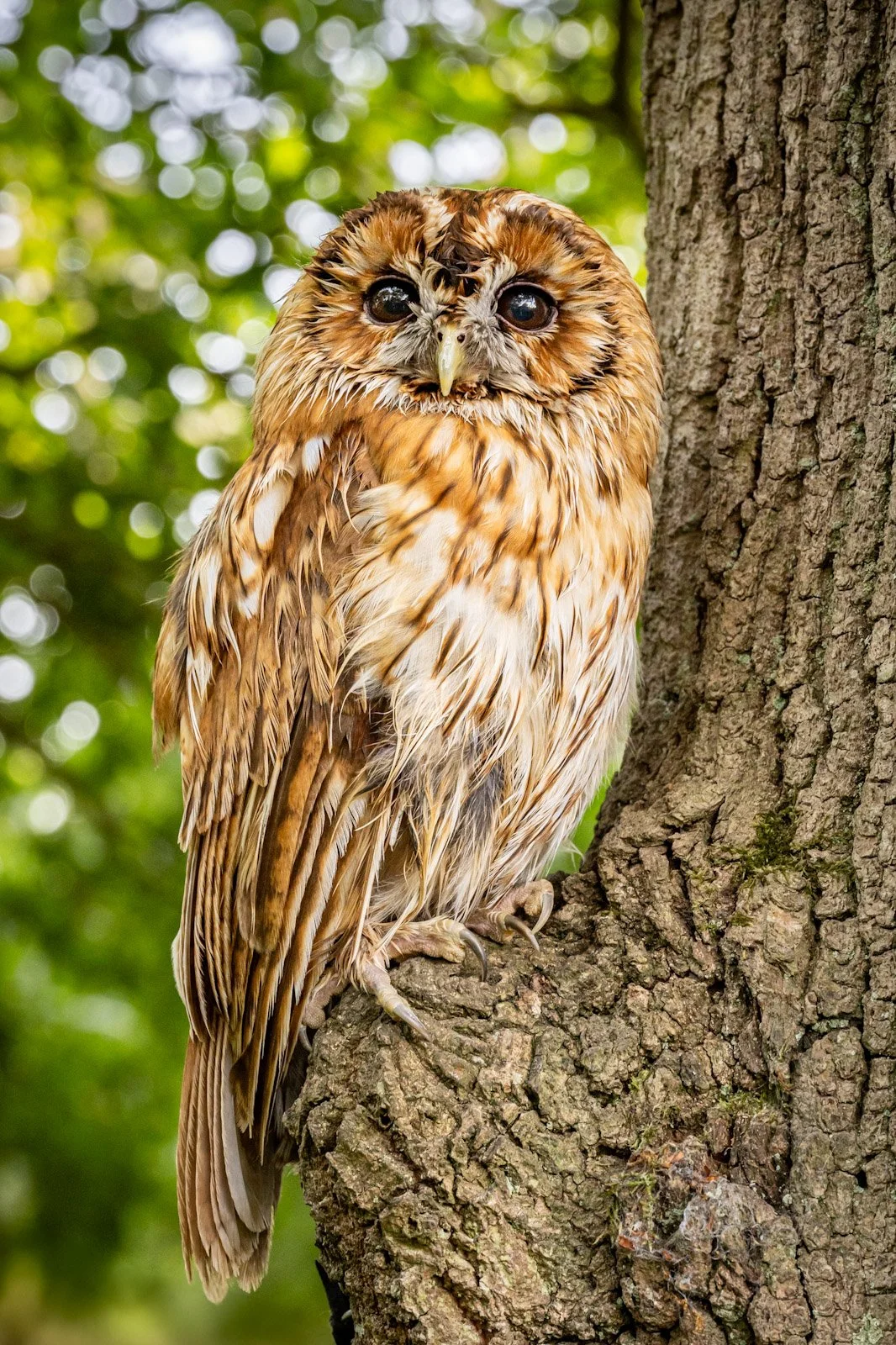 Owl sitting in the Tree by Tim Tate.jpg