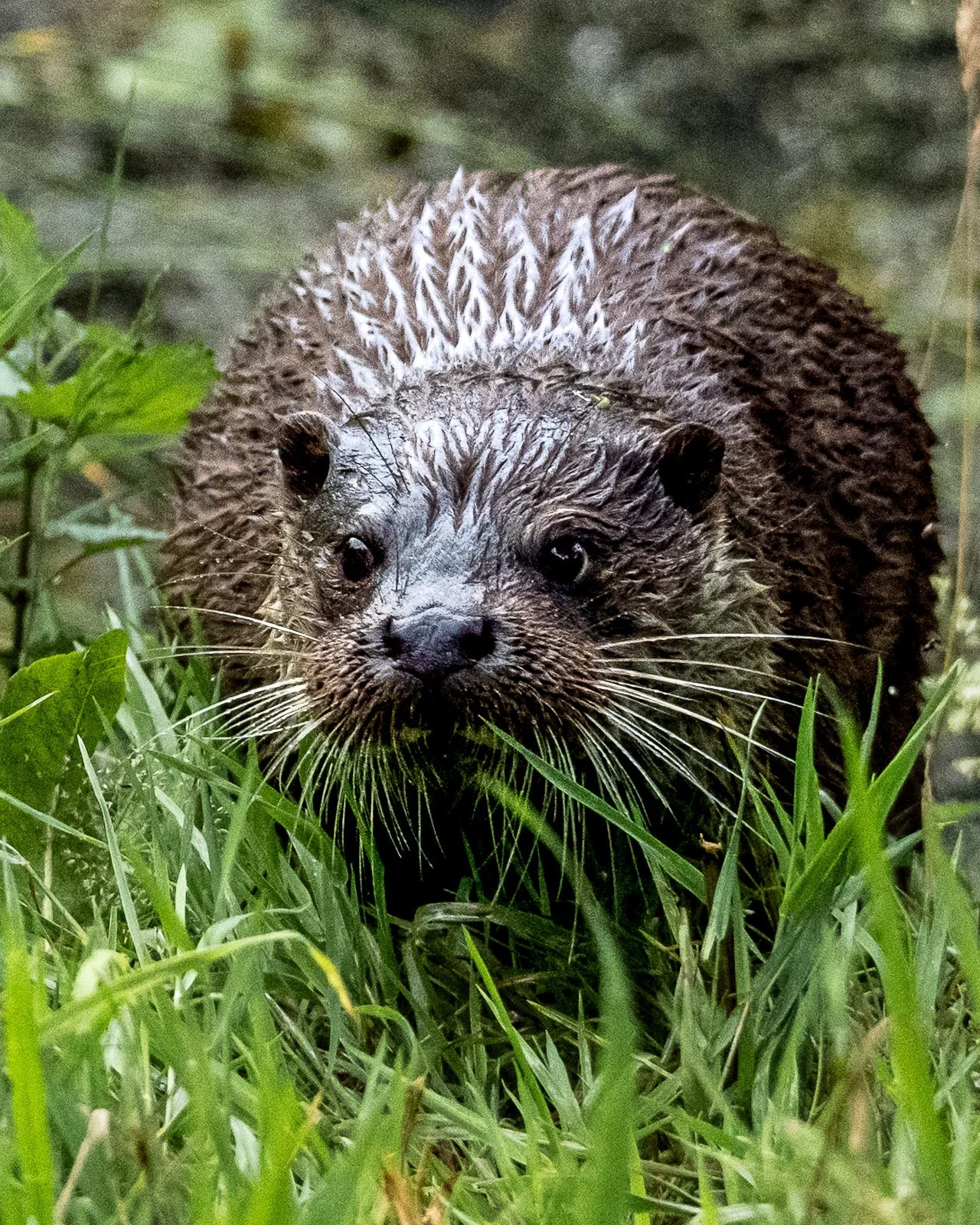 Otter emerging from water by Tim Tate.jpg