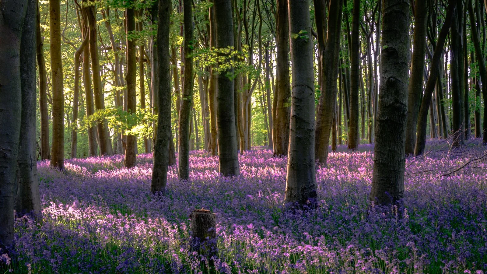 Bluebell woods with evening sunlight