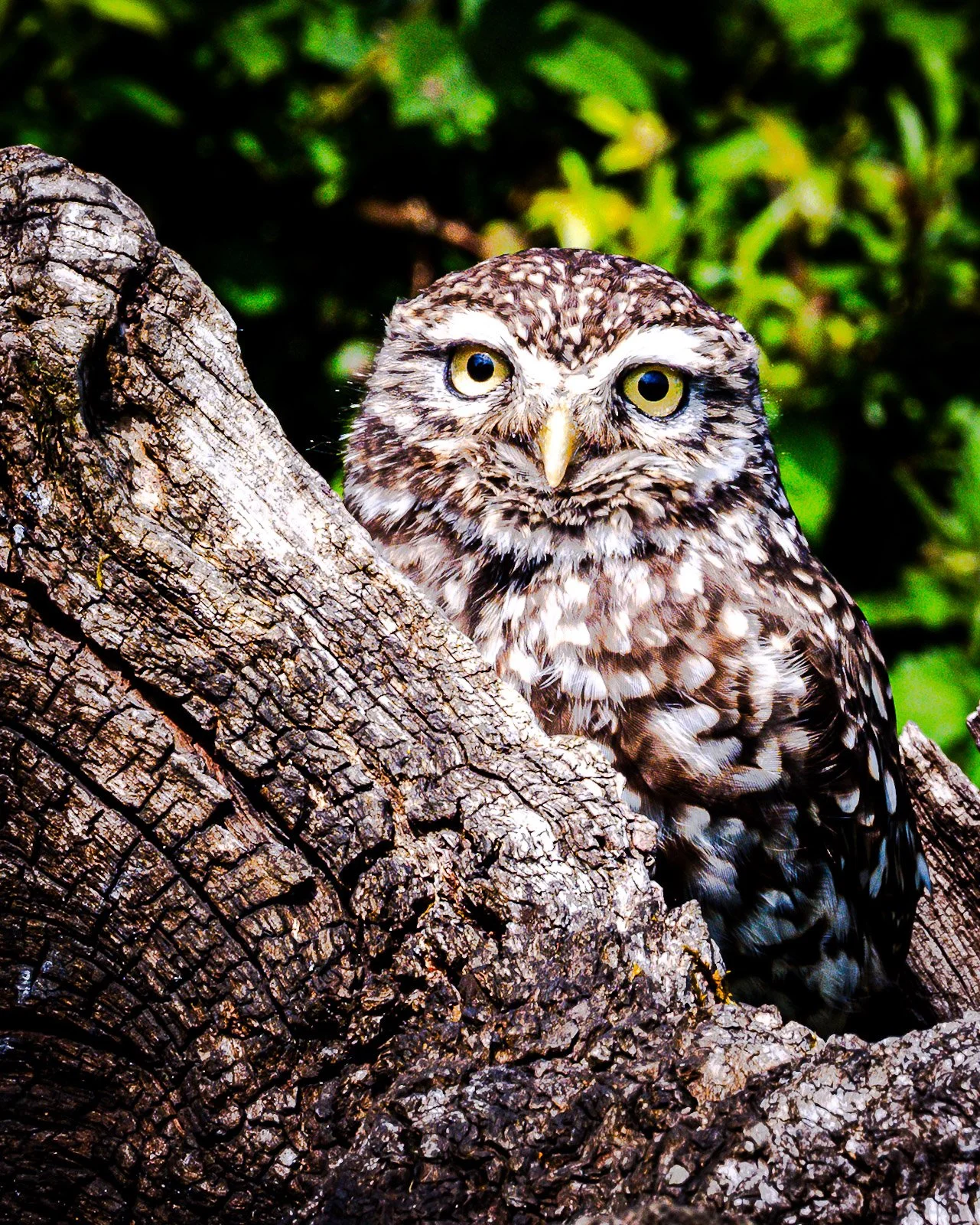 Little Owl on a Log by Tim Tate.jpg
