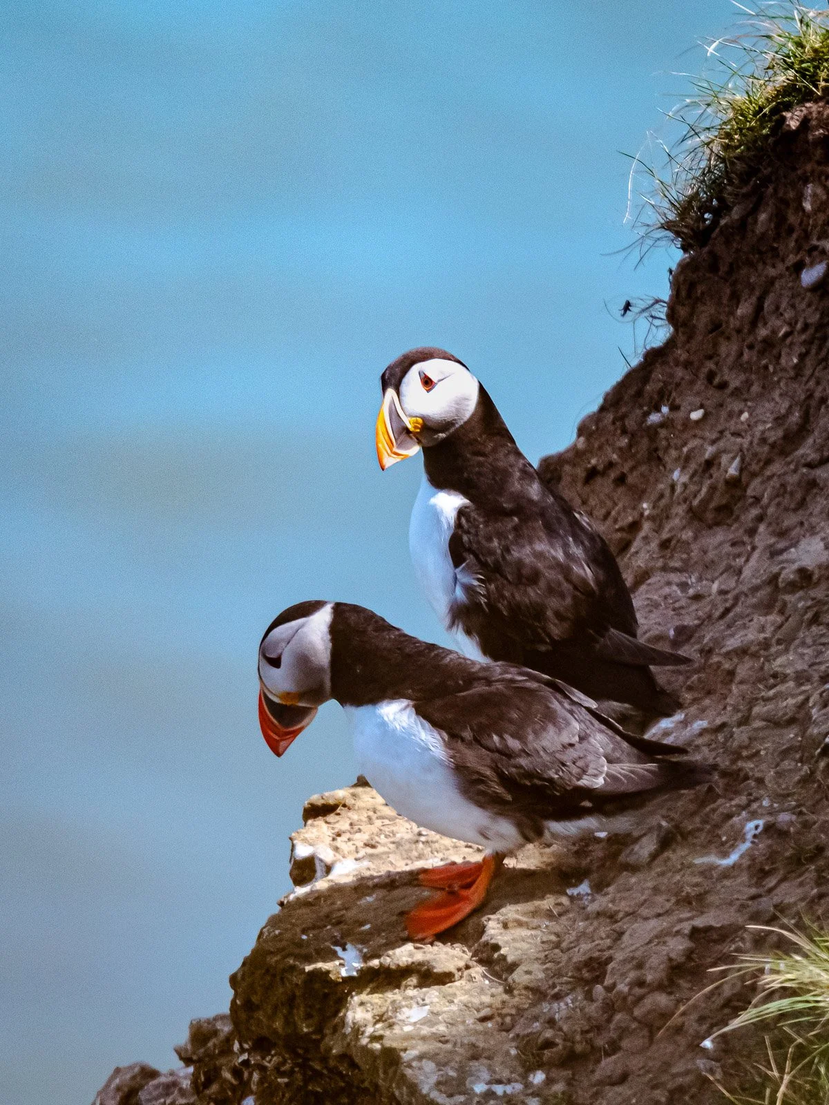 Pair of Puffins at Bempton Cliffs by Tim Tate.jpg