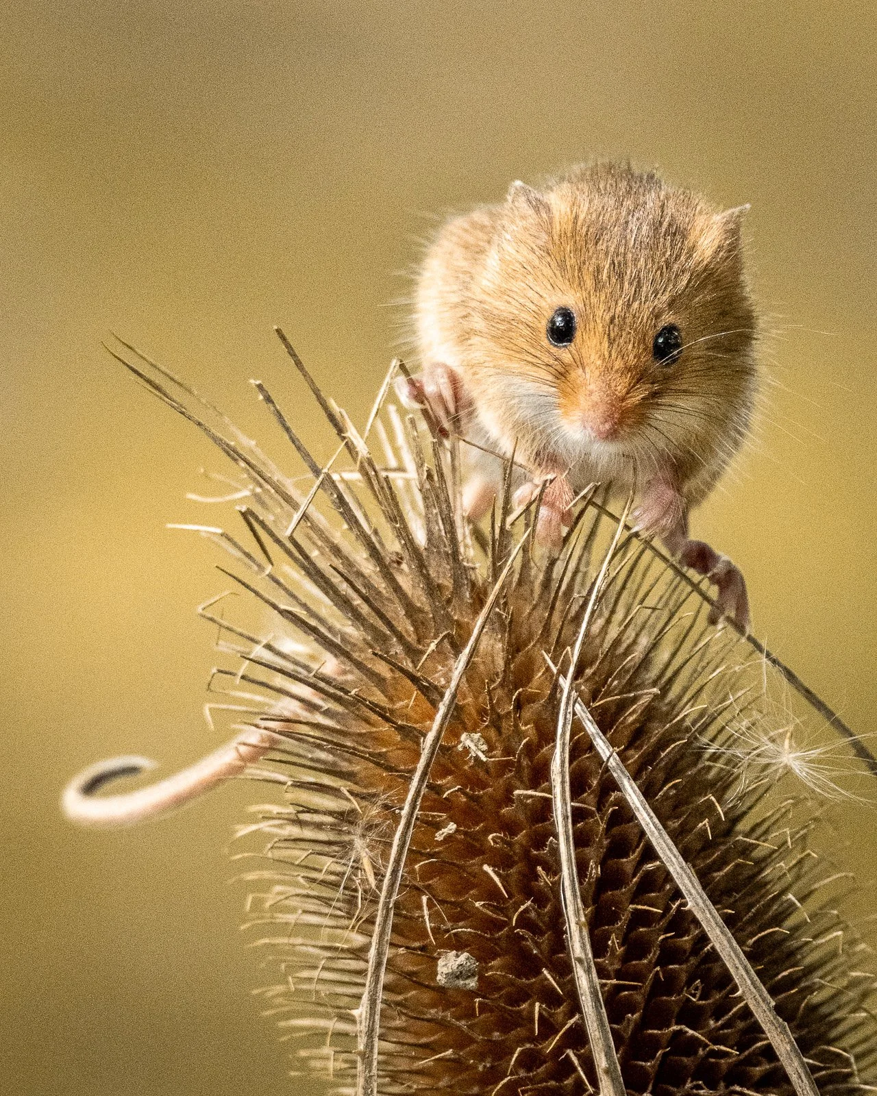 Field mouse on Teasel by Tim Tate.jpg