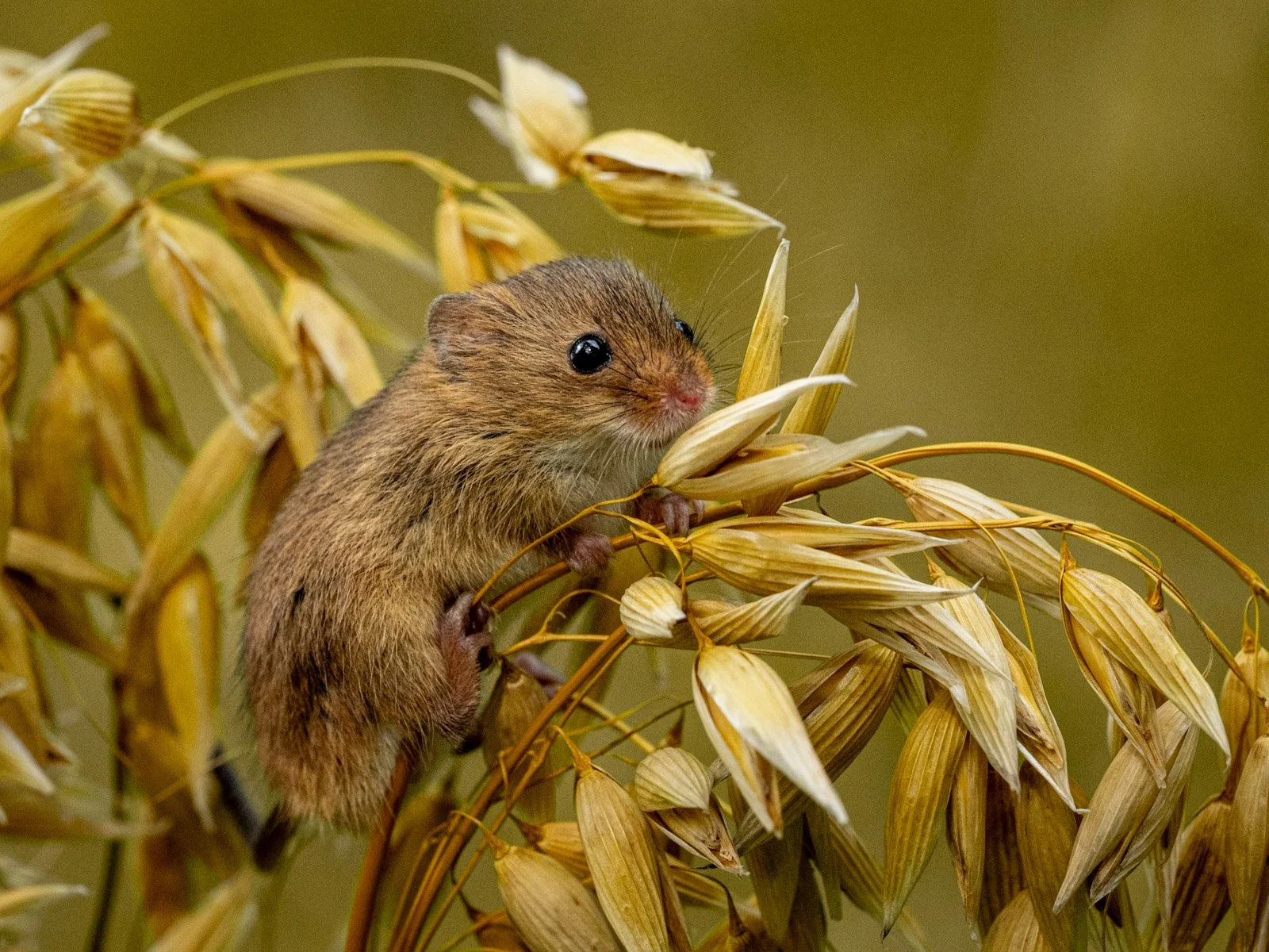 Field mouse in the Wheat by Tim Tate.jpg