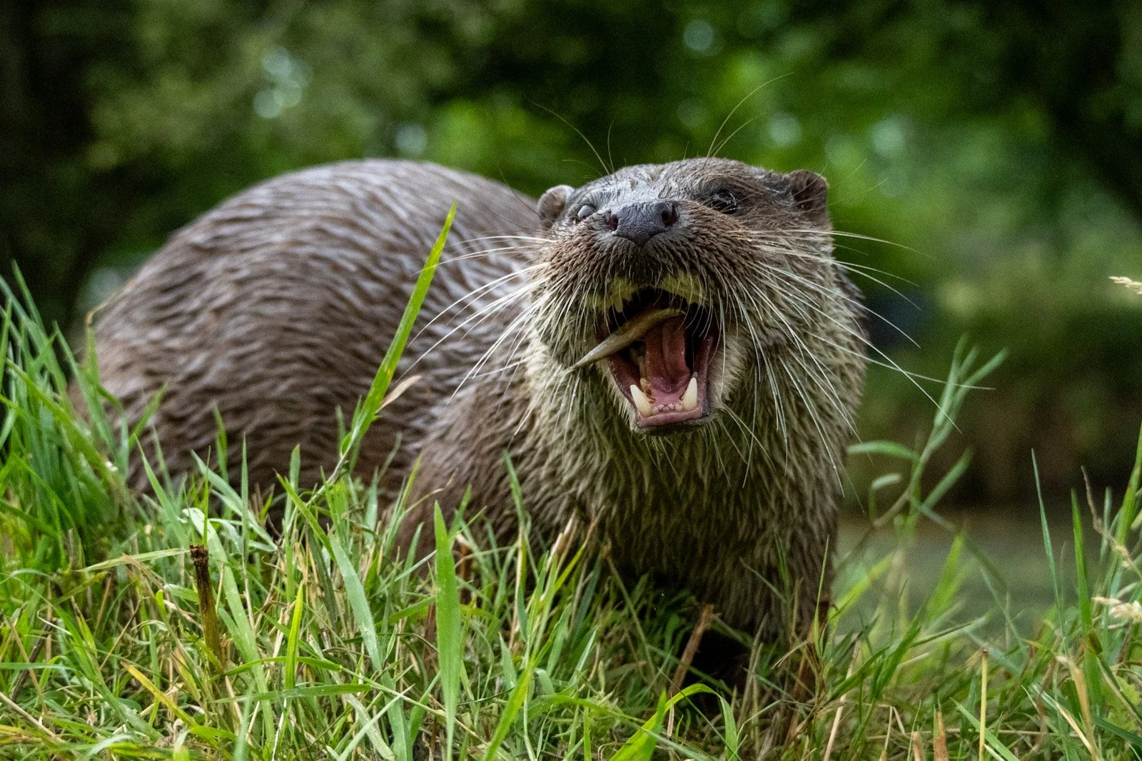 Otter eating a fish by Tim Tate.jpg