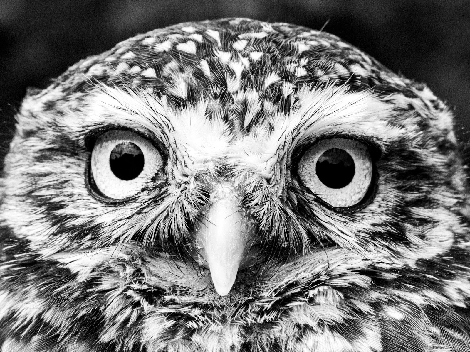 Little Owl Eyes by Tim Tate.jpg