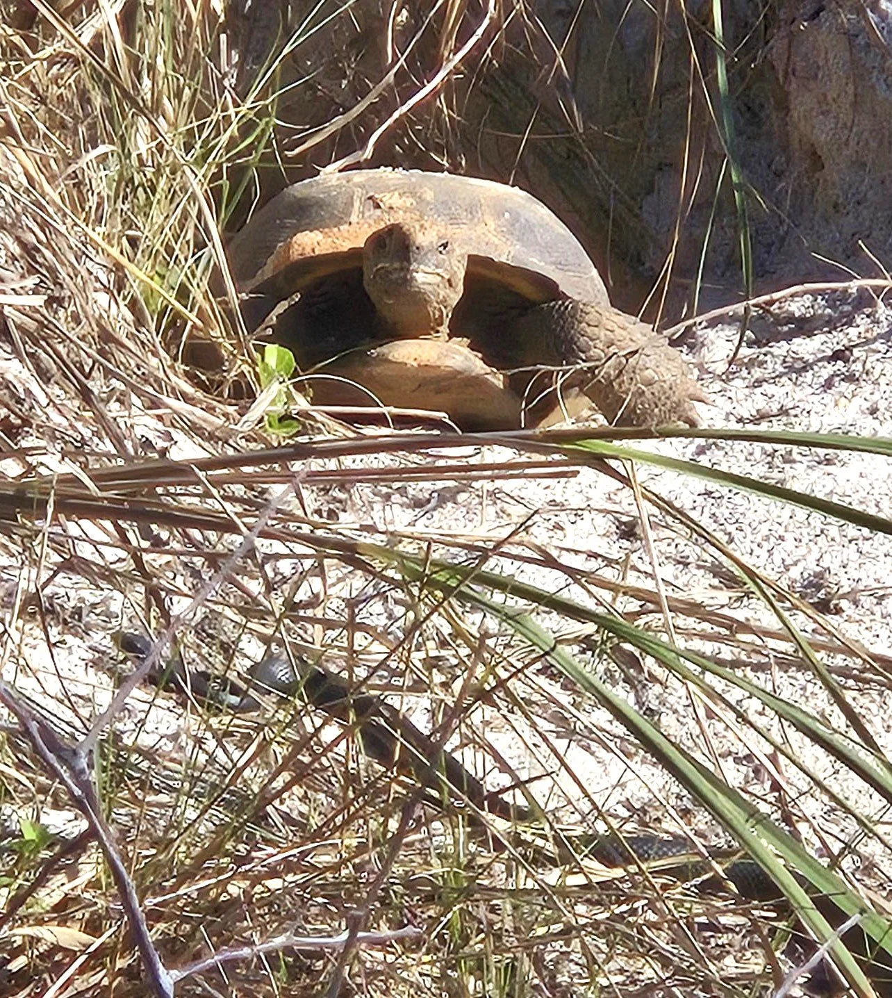 tortoise and snake.jpg