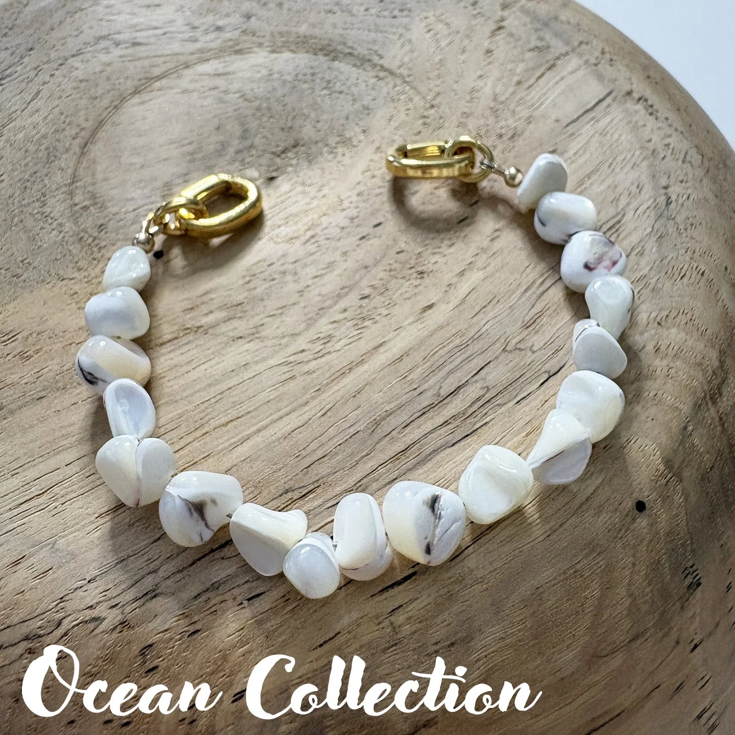 104 OCEAN white trochus shell 8in txt.jpg