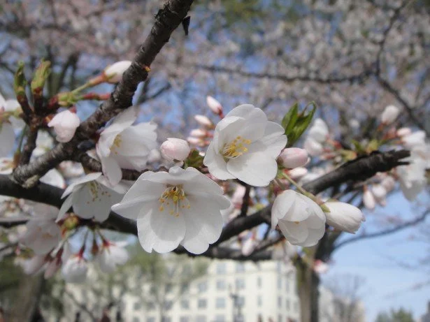 What Climate Change Means for Washington D.C.’s Famed Cherry Blossoms