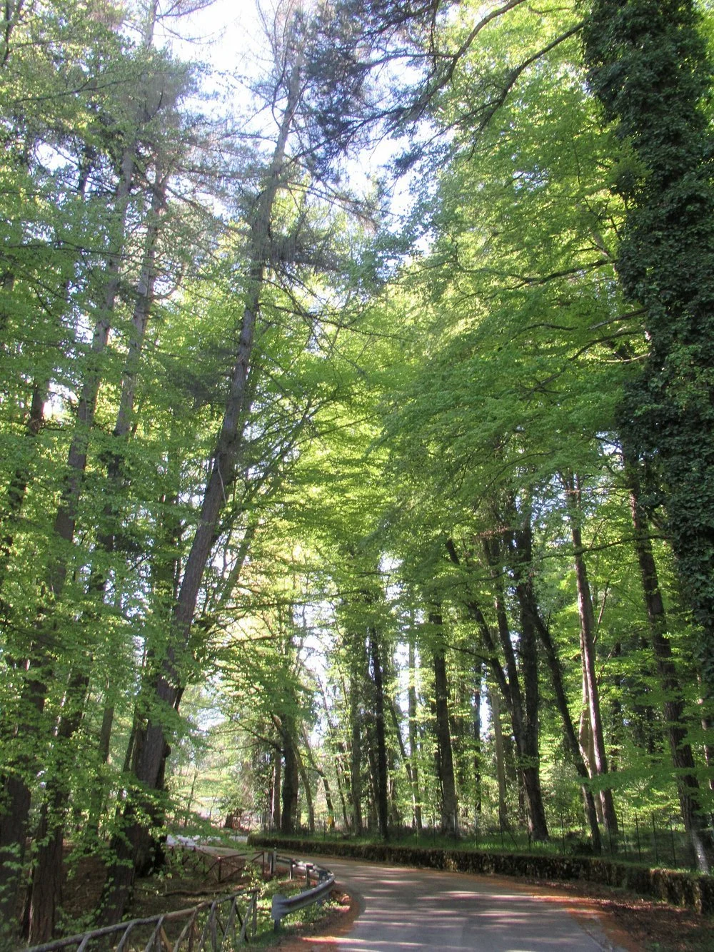 una-strada-nella-foresta.jpg