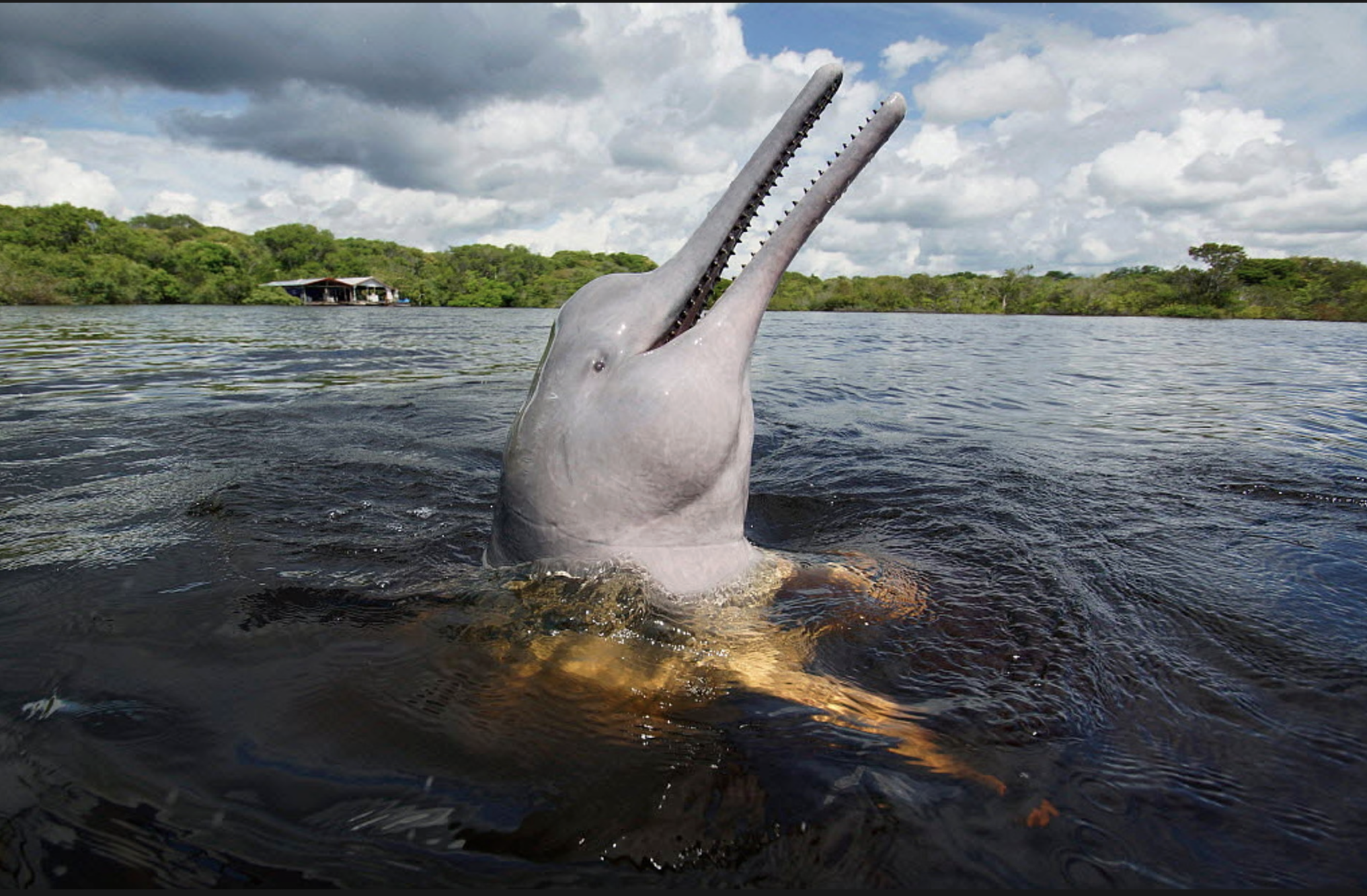 The Guardian | Pink dolphins and reformed Colombian rebels turn no-go zone into ecotourism hit (2023) — Regenerative tourism, biodiversity and community wealth on the same landscape