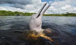 The Guardian | Pink dolphins and reformed Colombian rebels turn no-go zone into ecotourism hit (2023) — Regenerative tourism, biodiversity and community wealth on the same landscape
