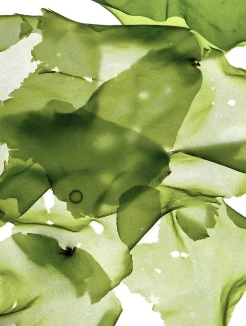 Clay Mask Algae.jpeg