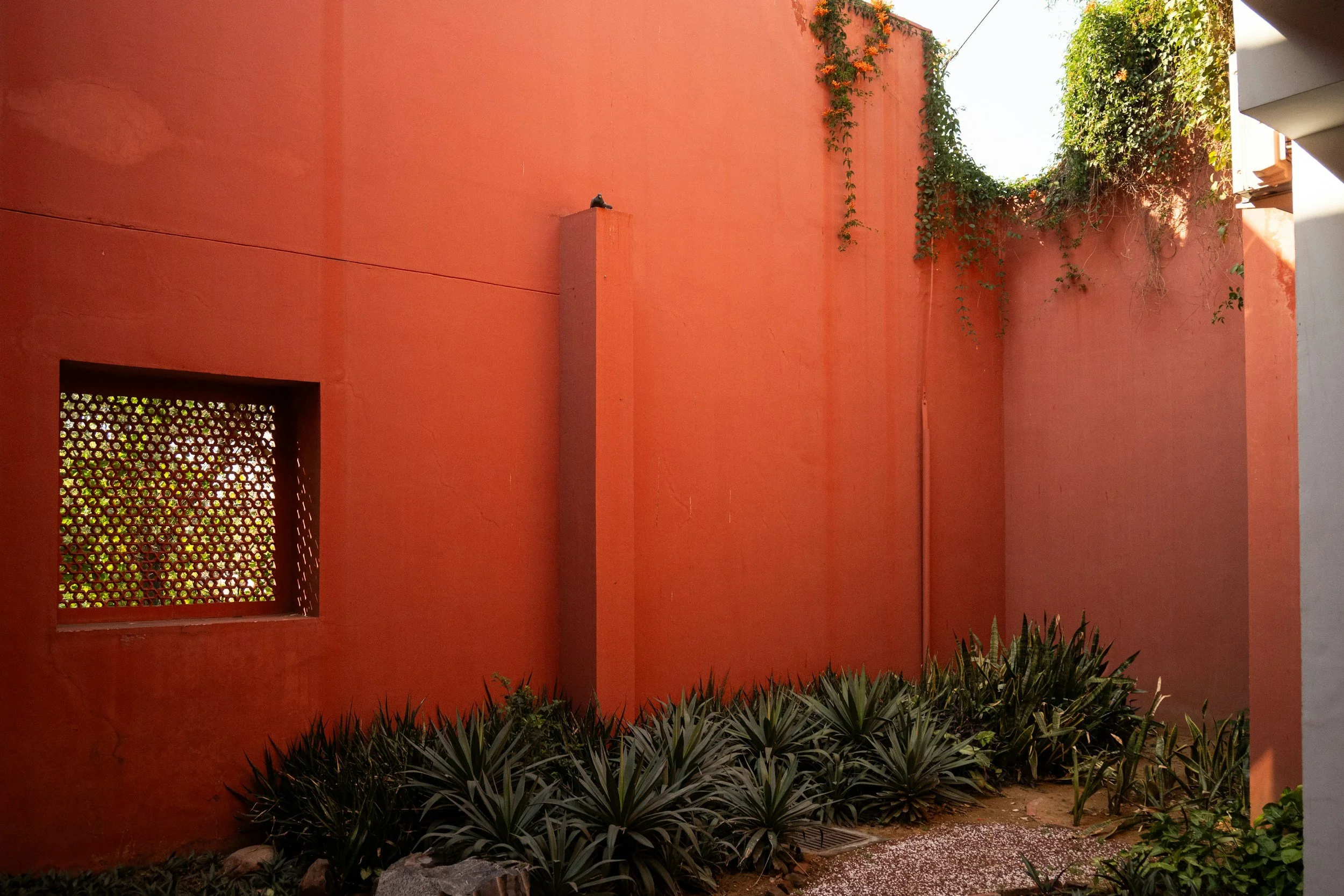 A courtyard with an orange wall, a small window with a patterned cover, and various green plants along the base of the wall. There is some greenery climbing up the wall and above, with sunlight illuminating the scene.