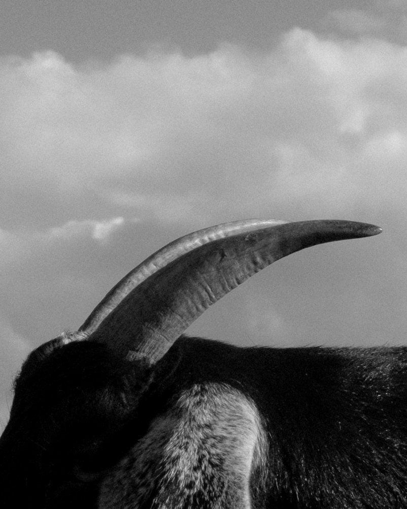 DSCF5455 bw print.jpg