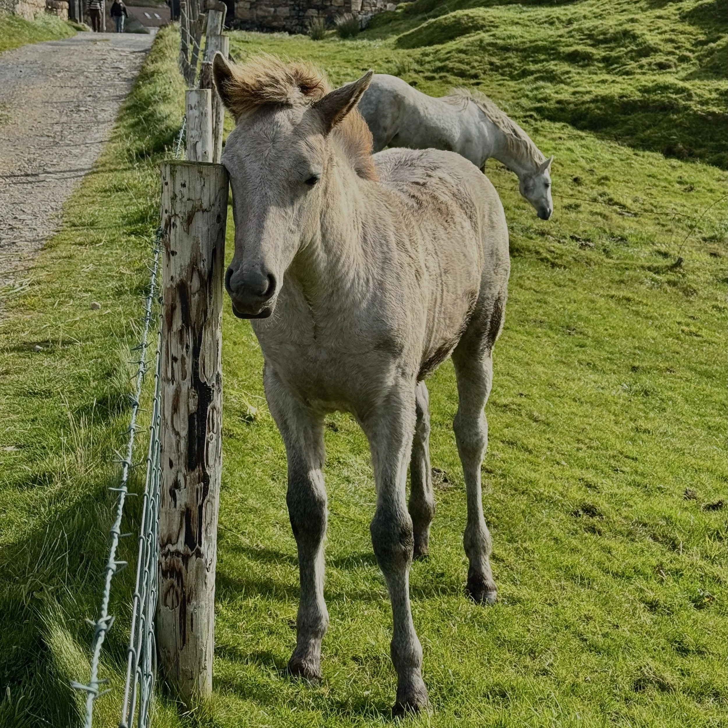 Connemara yearling.jpeg