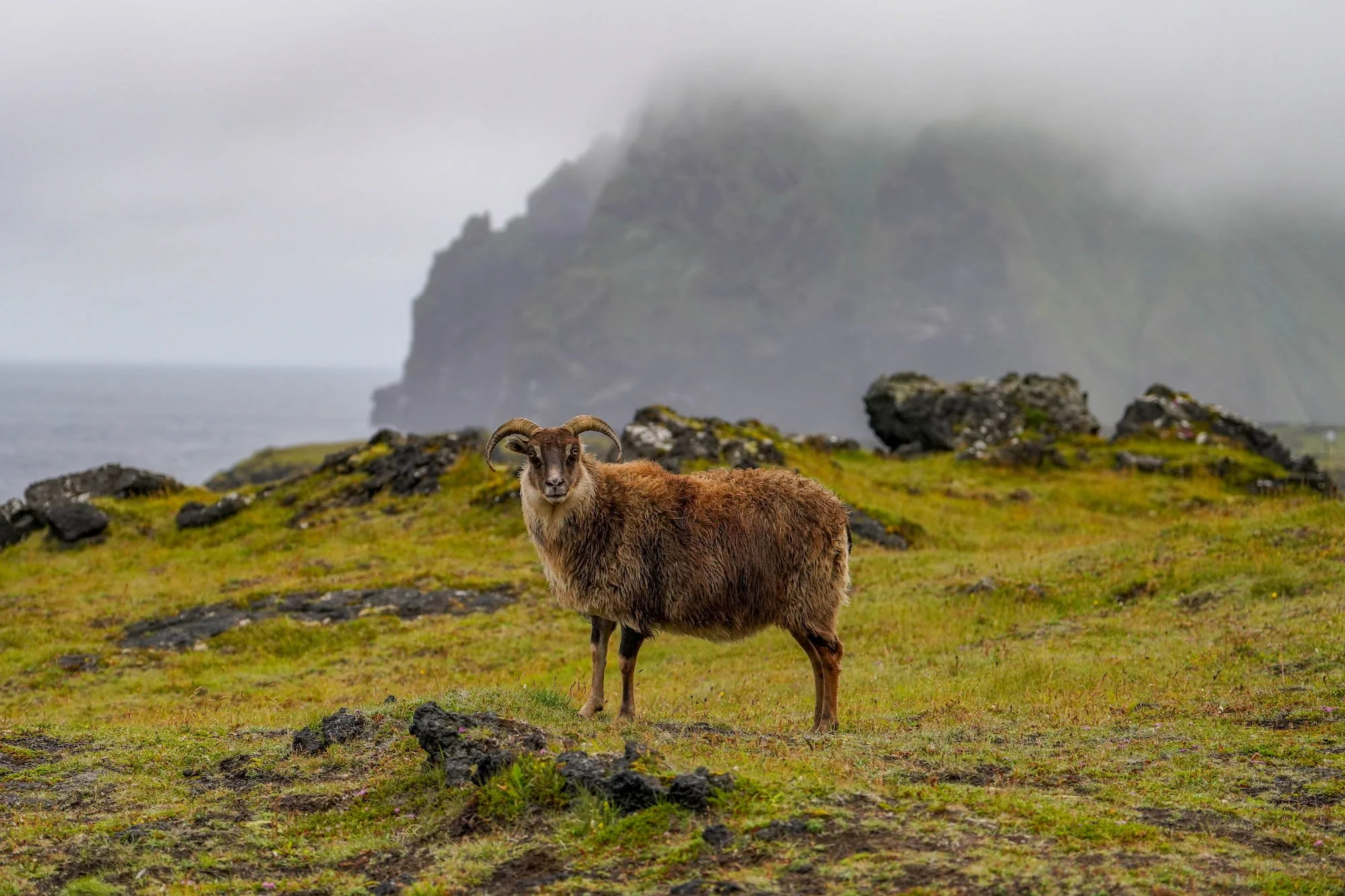 Icelandic ram standing in a misty coastal landscape on Vestmannaeyjar.
