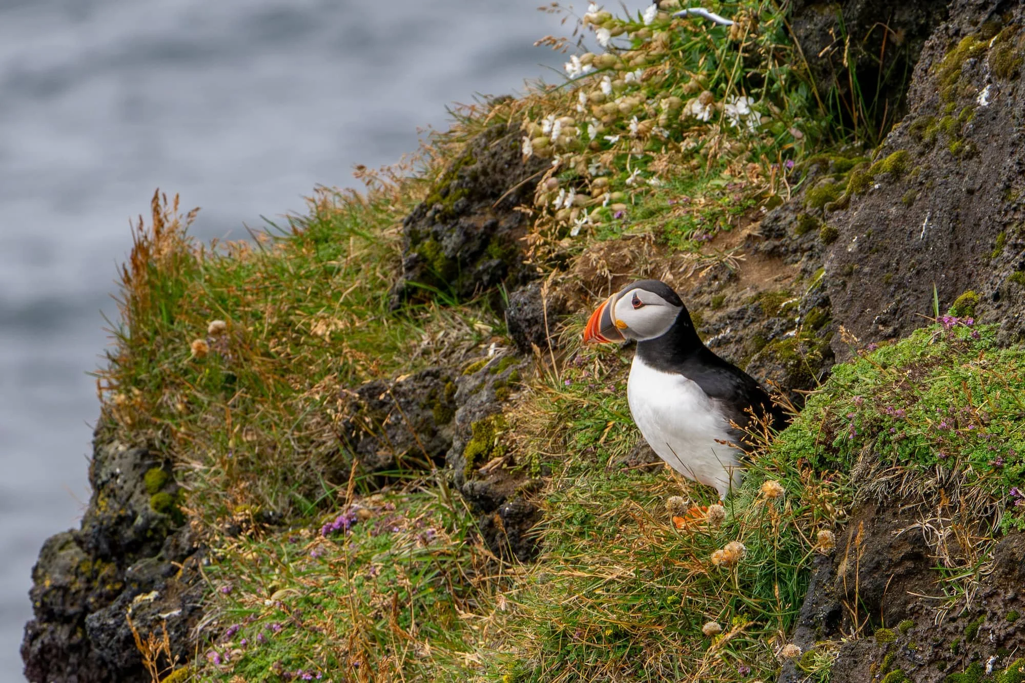 Iceland: Puffins, Black Sand and the Road to Jökulsárlón