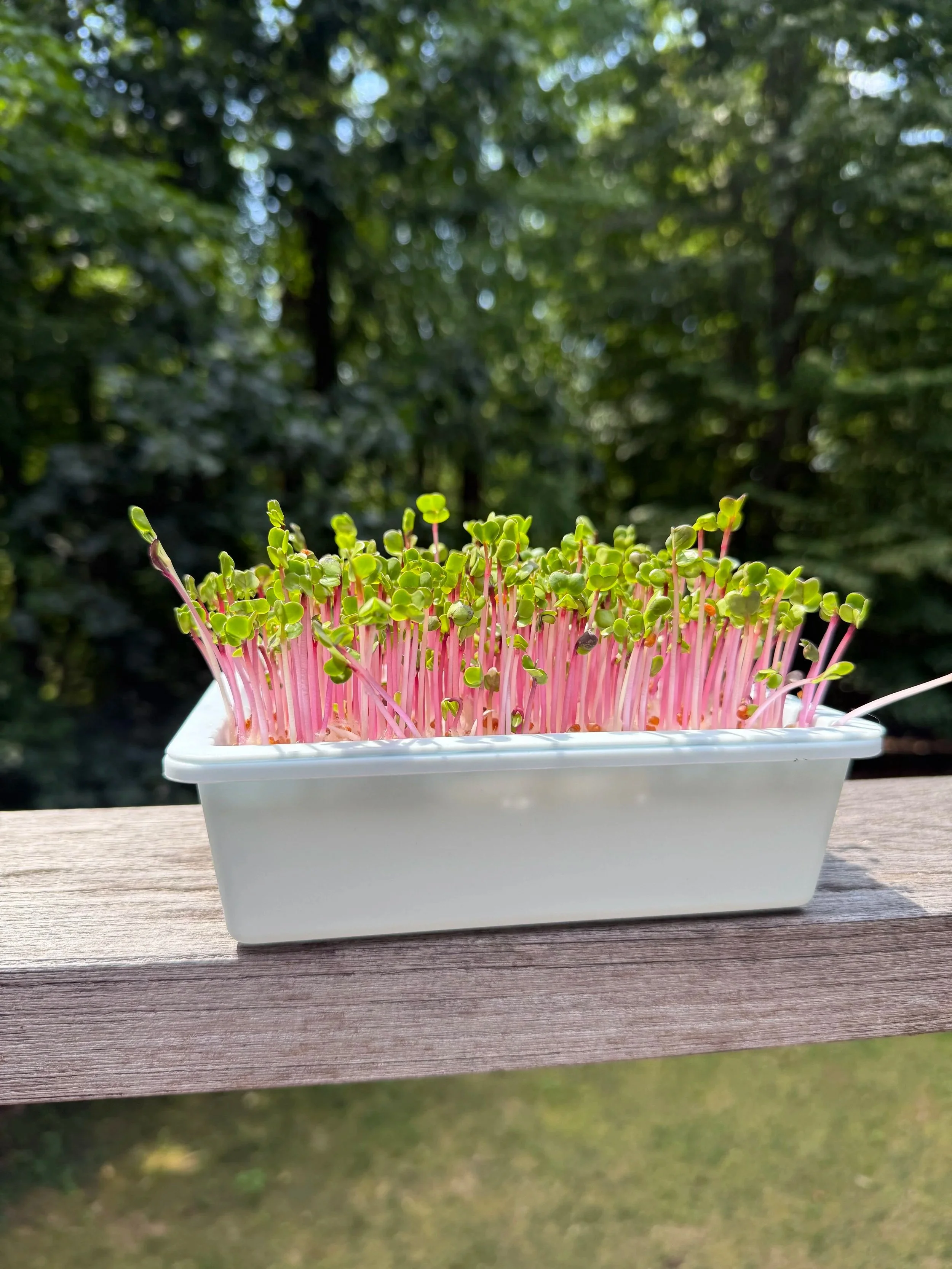 grow microgreens..