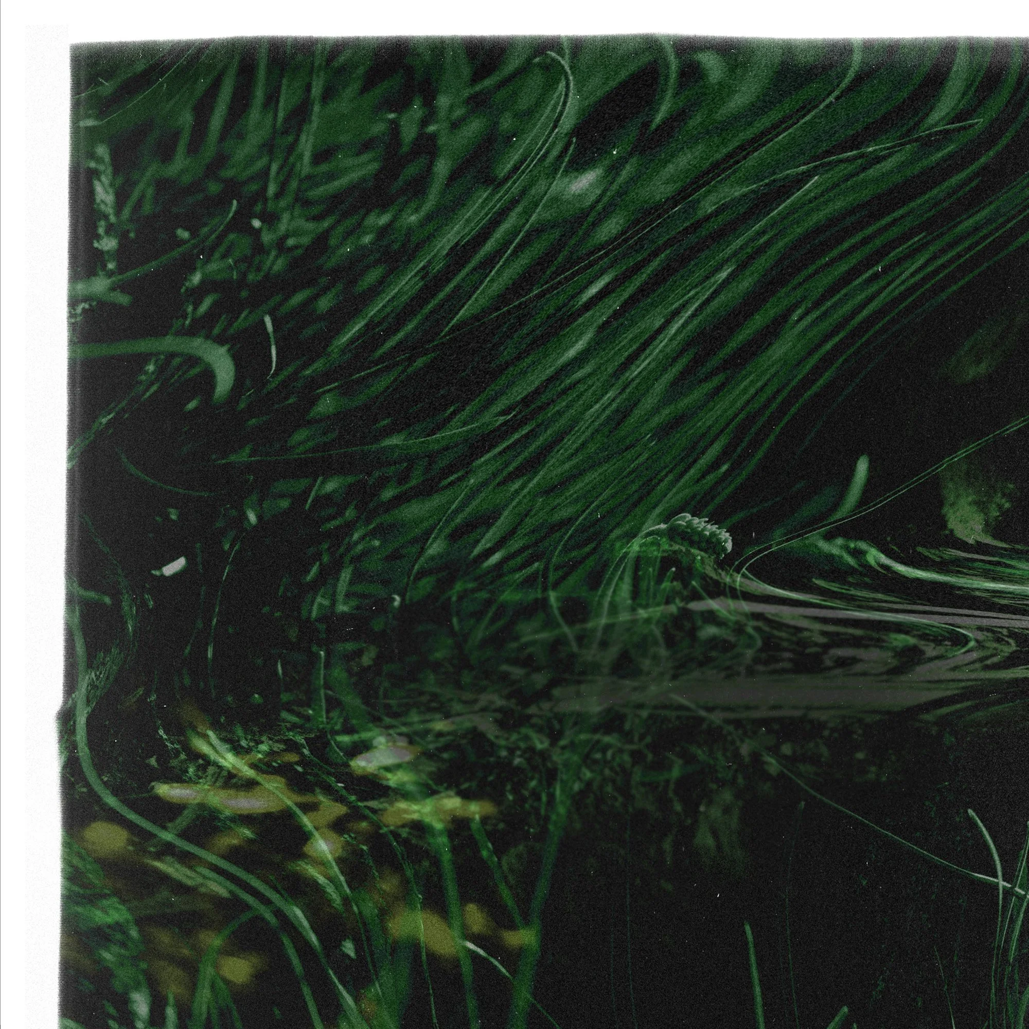 Organics- poetrycrop1.jpg