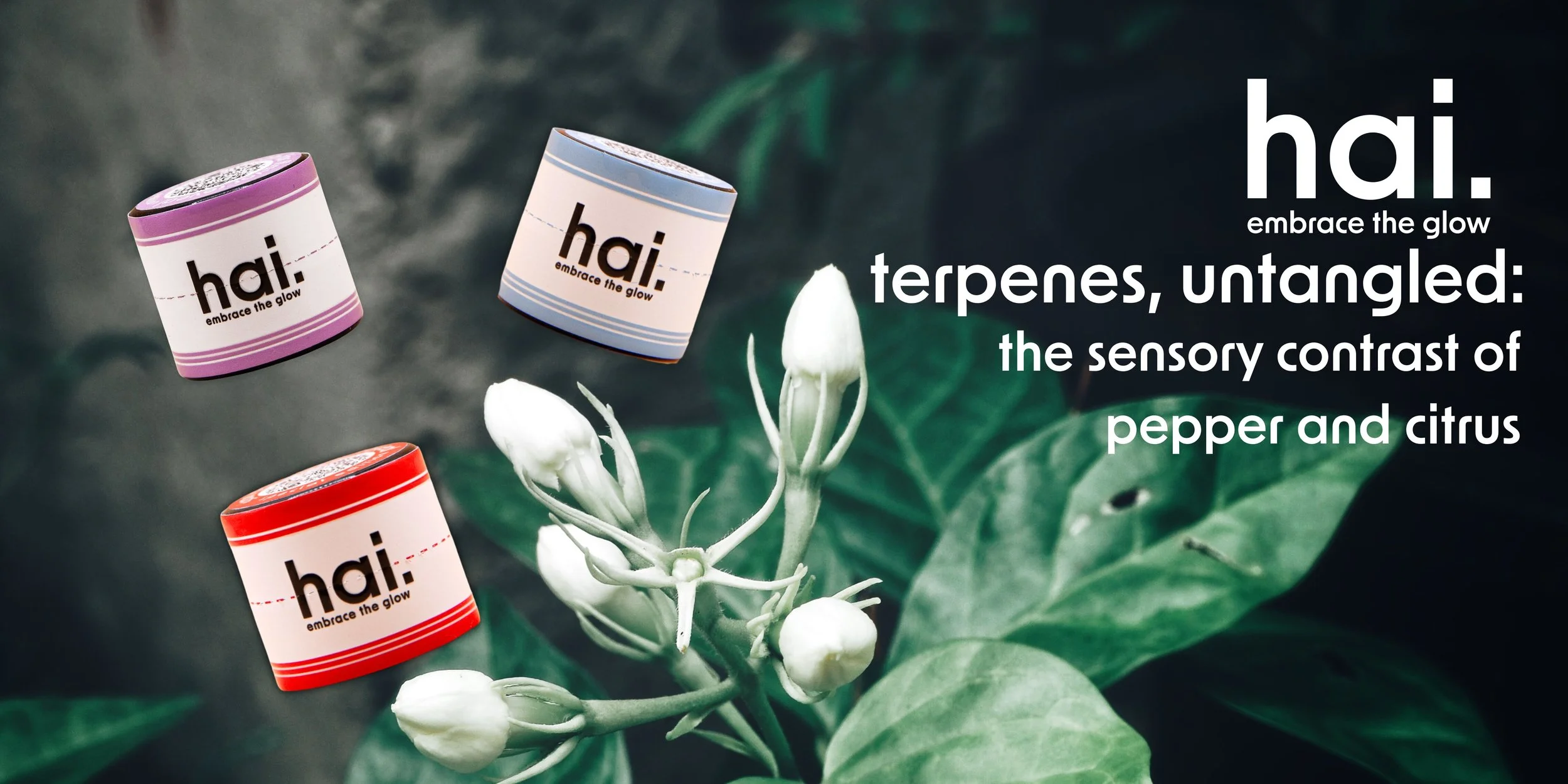 hai. cannabis rosin jars featured alongside botanical imagery for a terpene-focused article exploring the sensory contrast of peppery and citrus cannabis profiles.