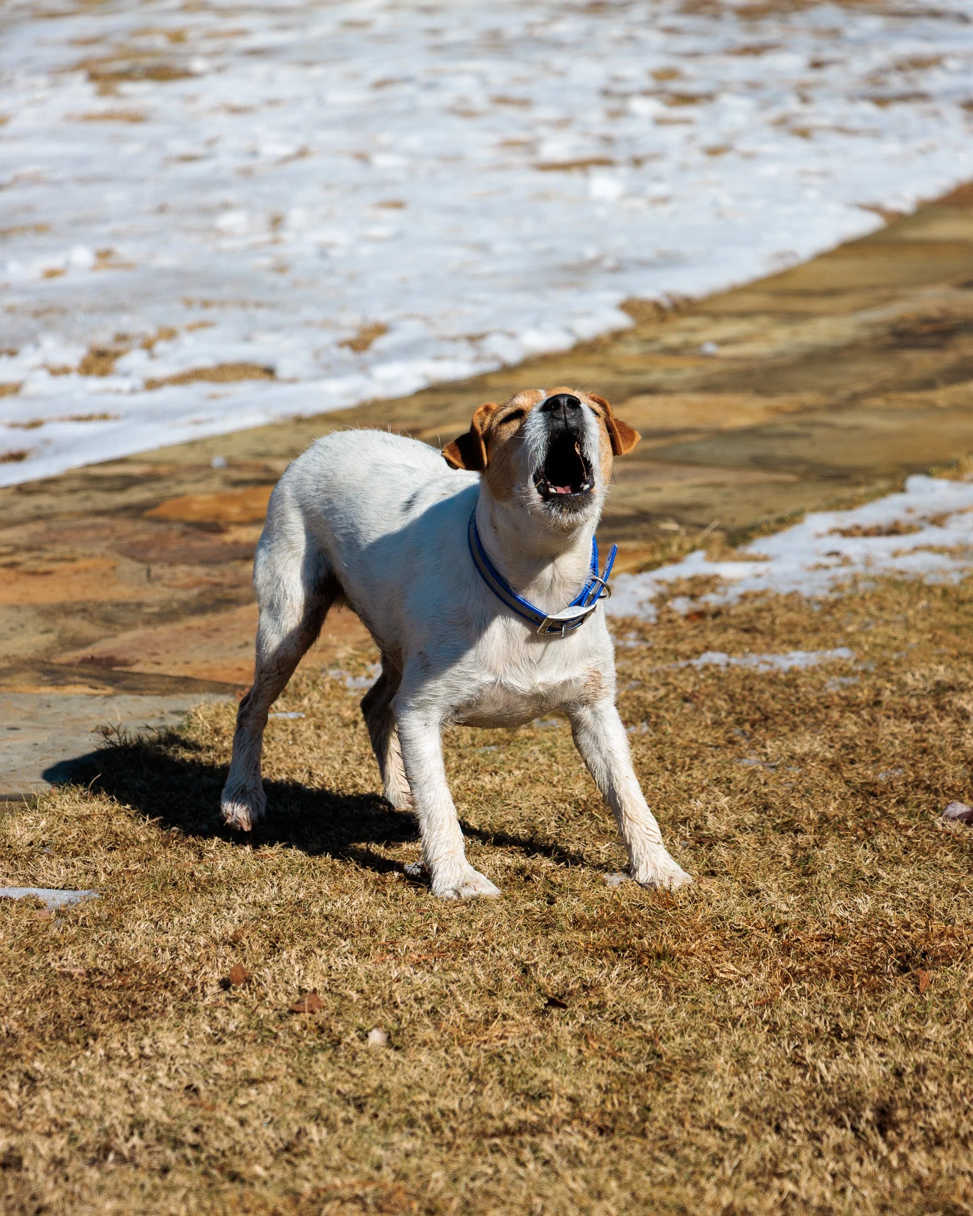 Beamer & Blu in the Snow-02.jpg