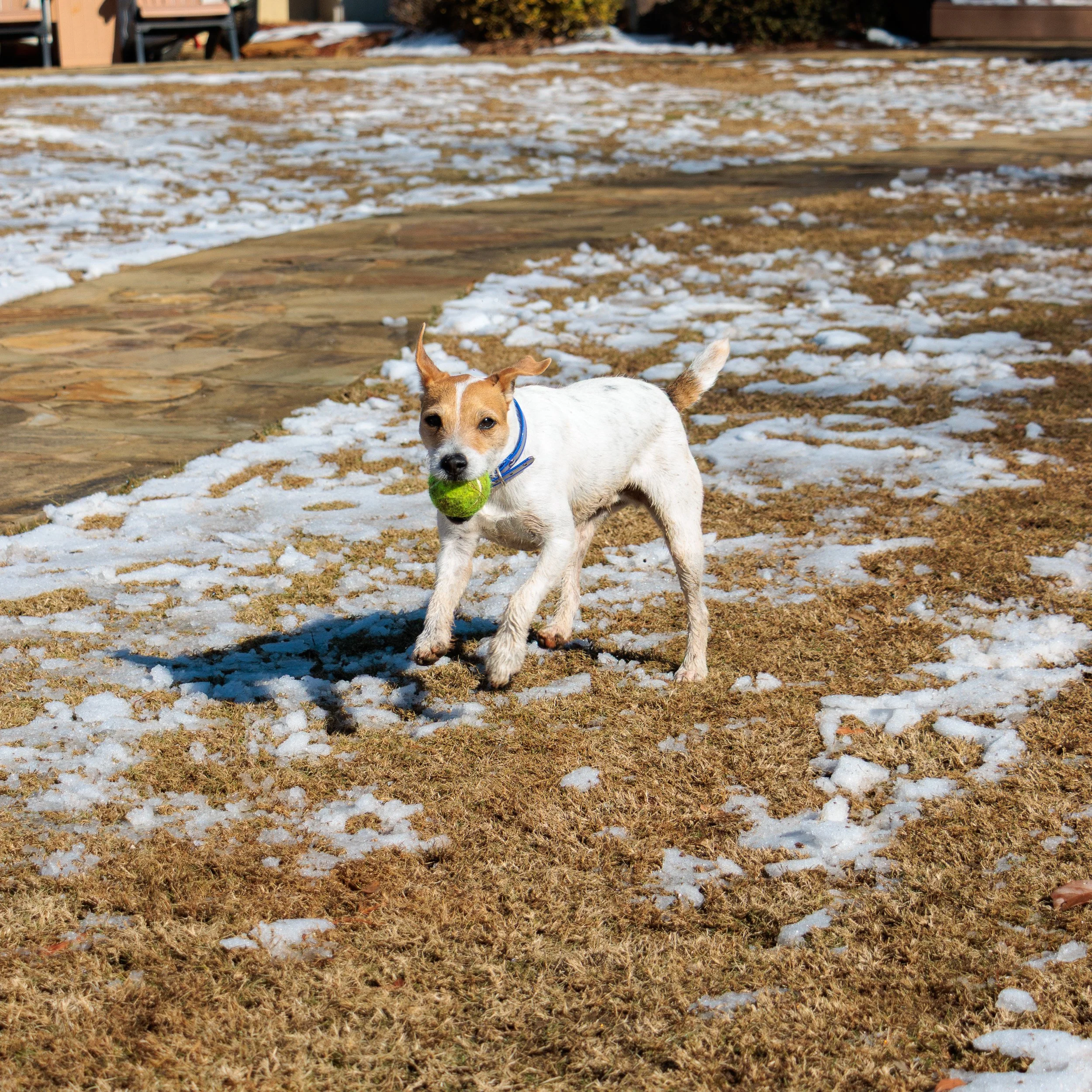 Beamer & Blu in the Snow-03.jpg