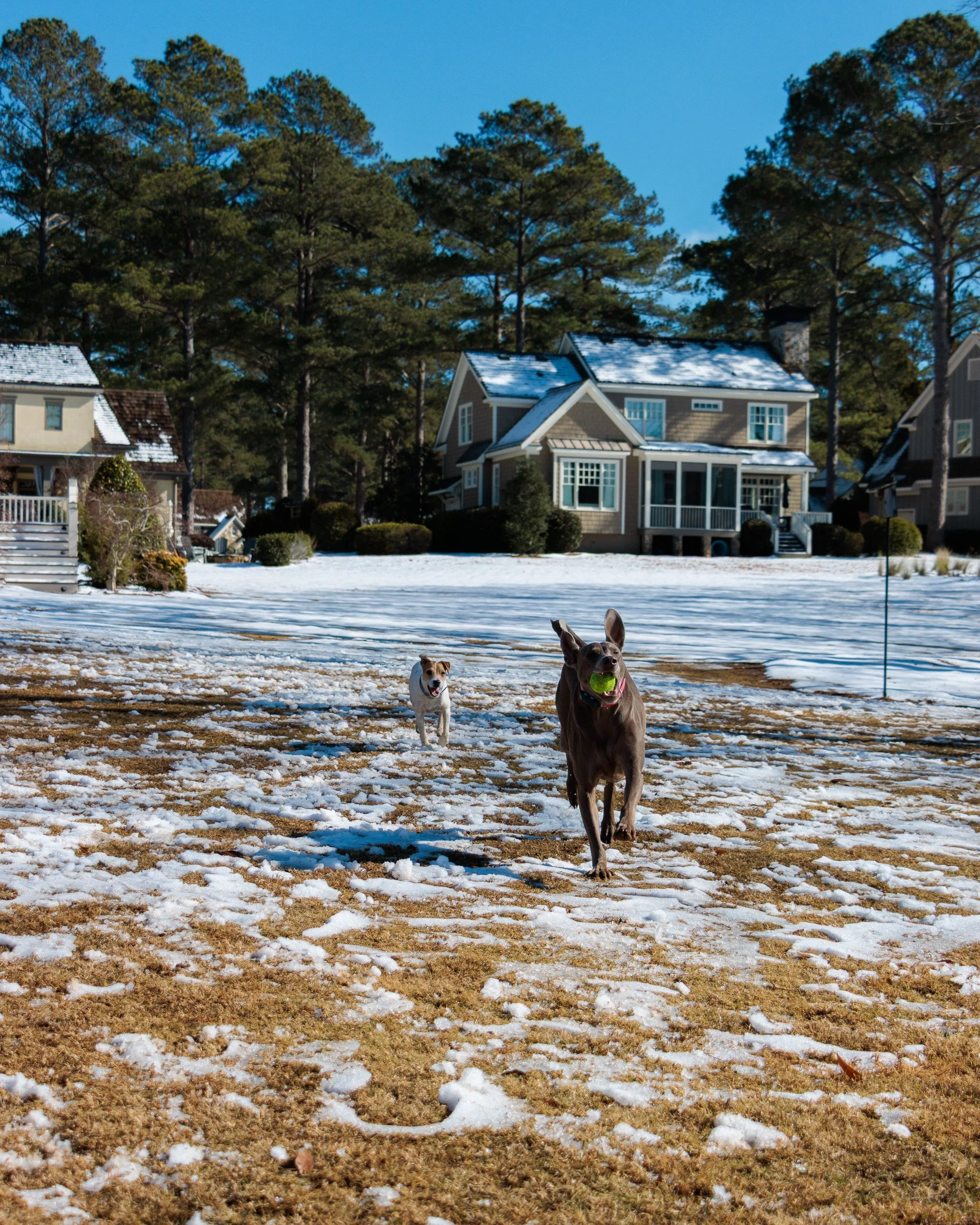Beamer & Blu in the Snow-04.jpg