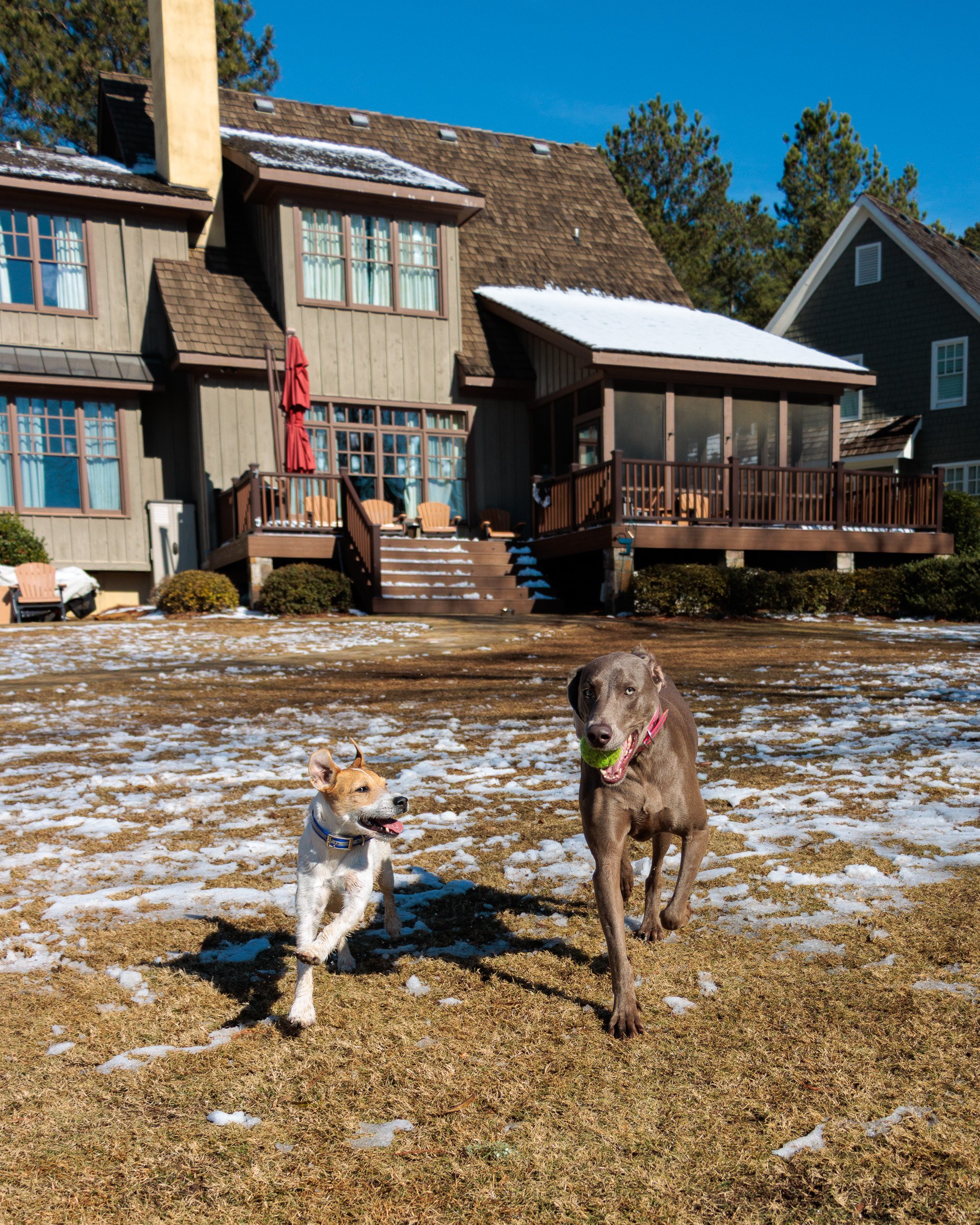 Beamer & Blu in the Snow-06.jpg