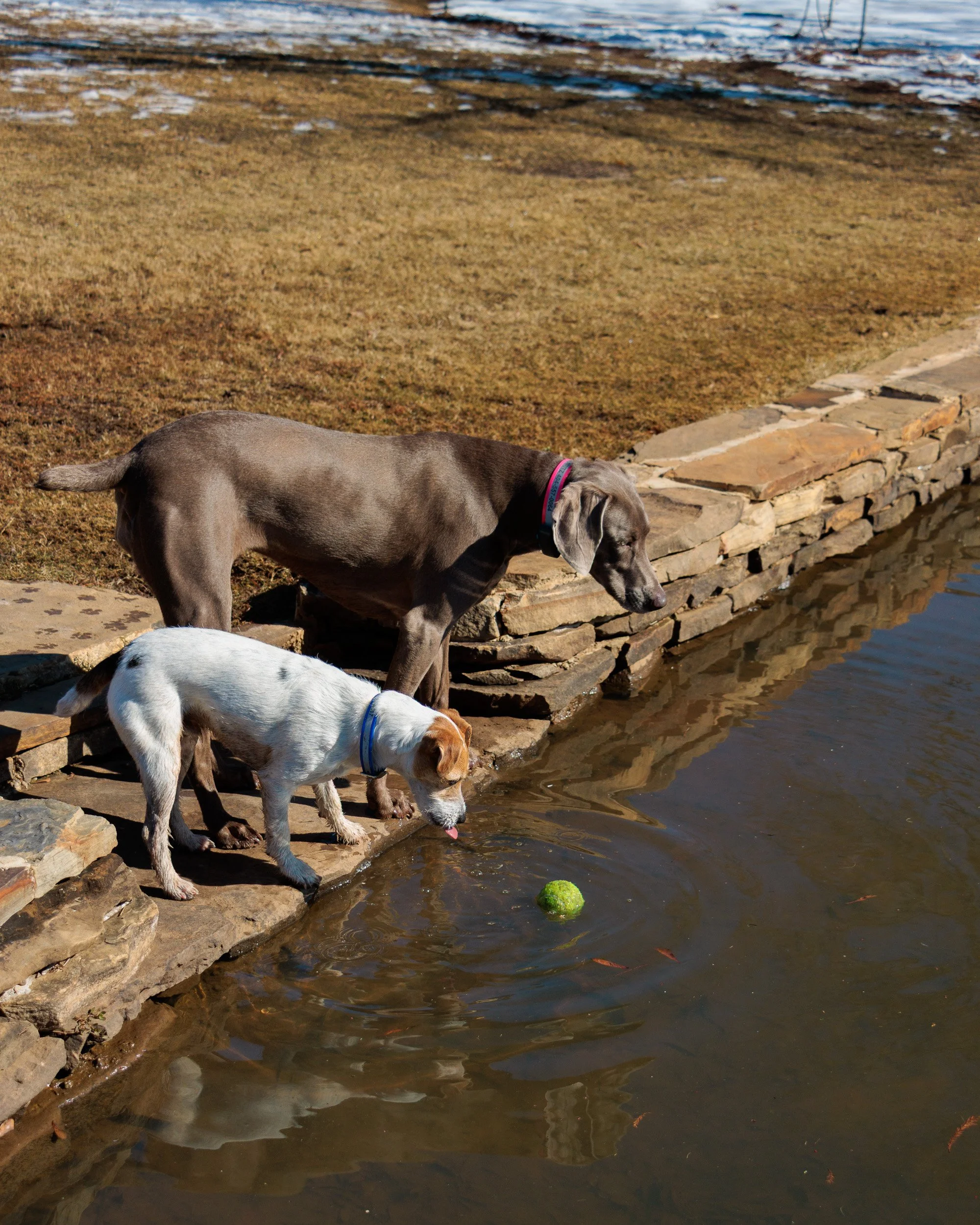 Beamer & Blu in the Snow-07.jpg