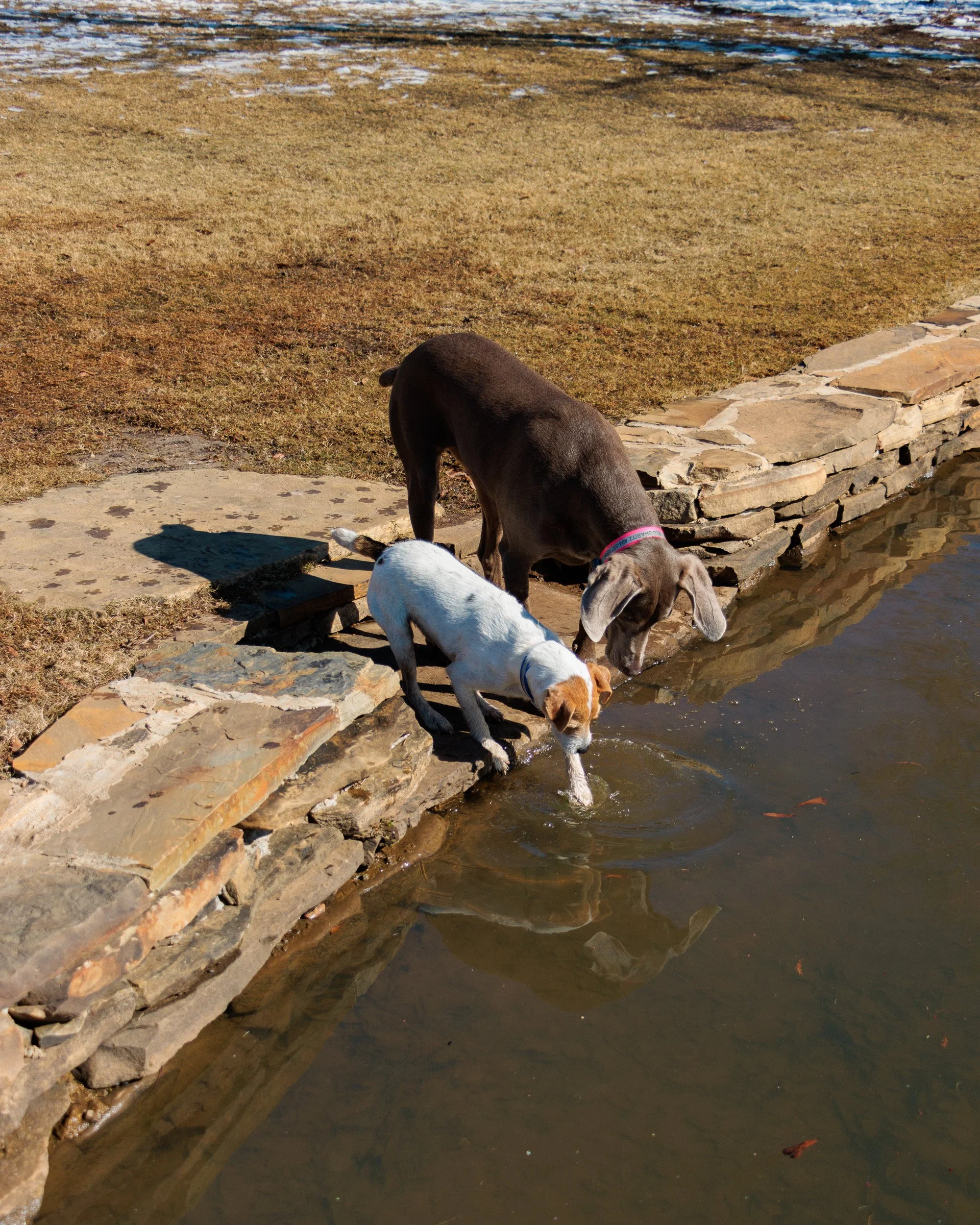 Beamer & Blu in the Snow-09.jpg