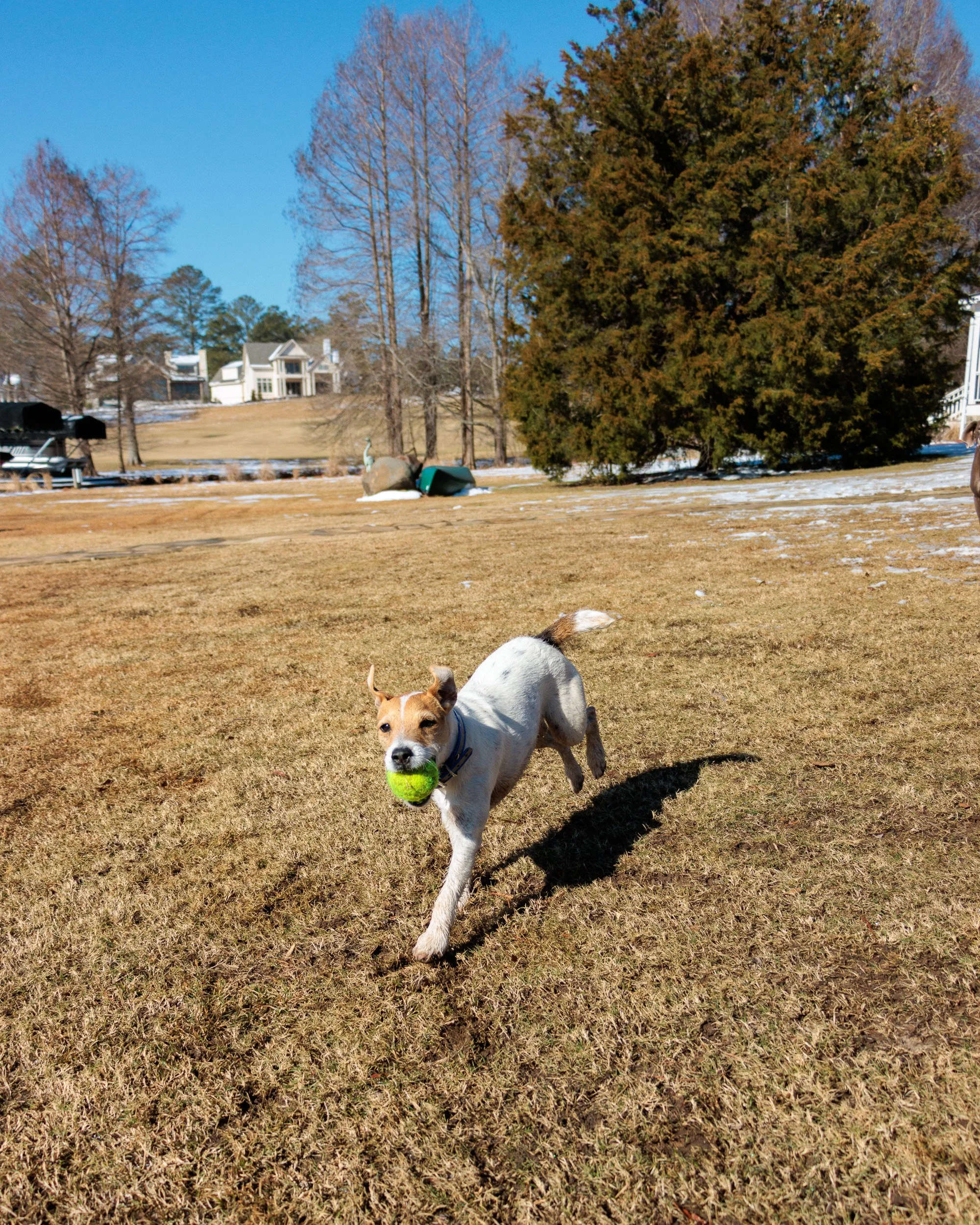 Beamer & Blu in the Snow-10.jpg