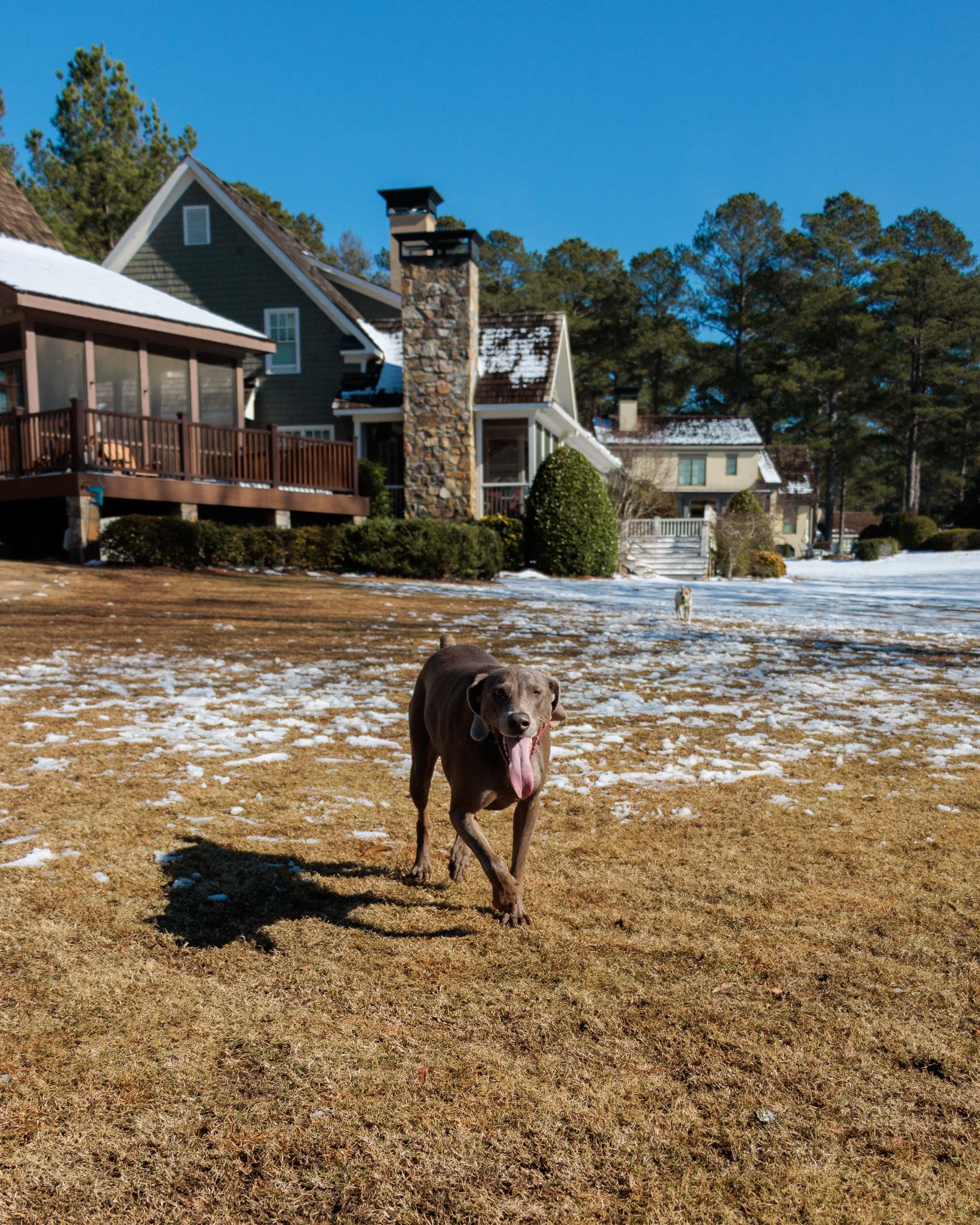 Beamer & Blu in the Snow-11.jpg