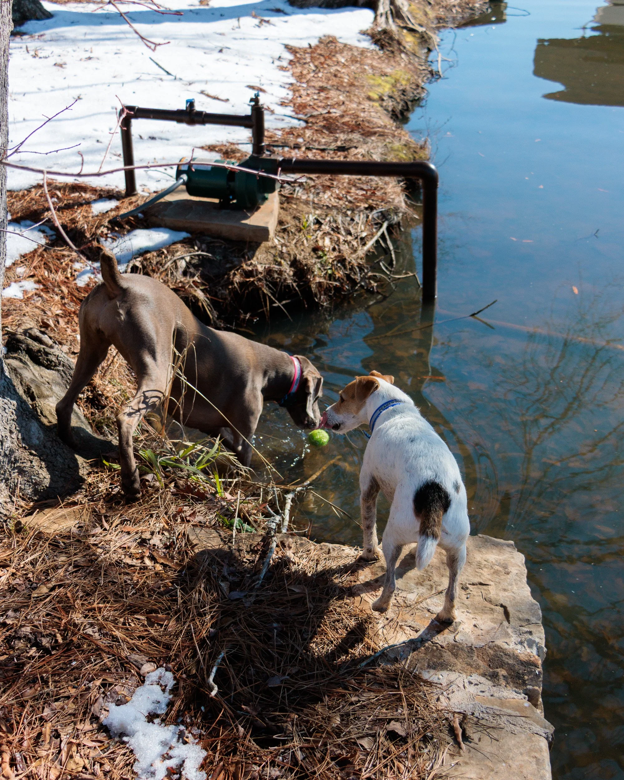 Beamer & Blu in the Snow-12.jpg