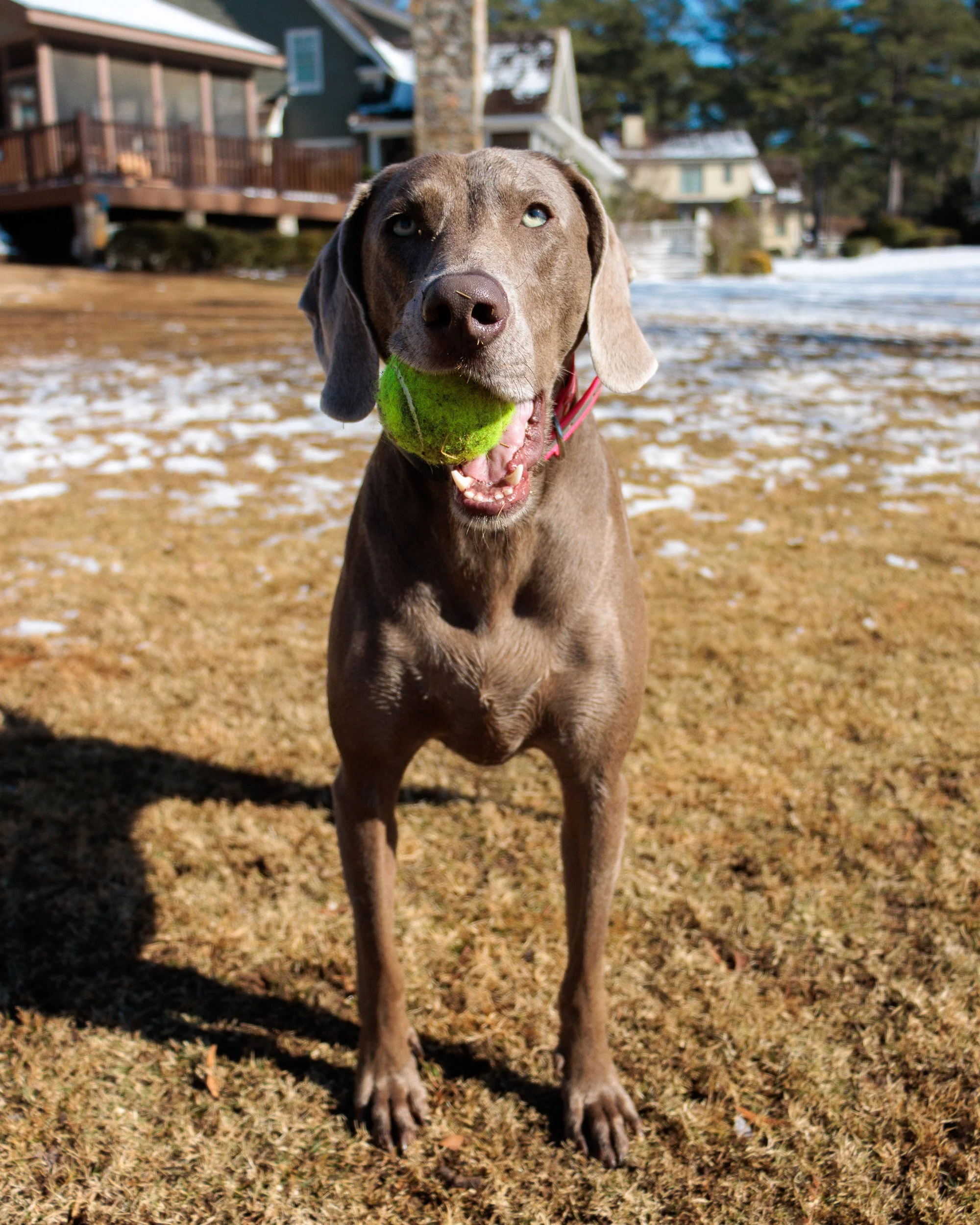 Beamer & Blu in the Snow-13.jpg
