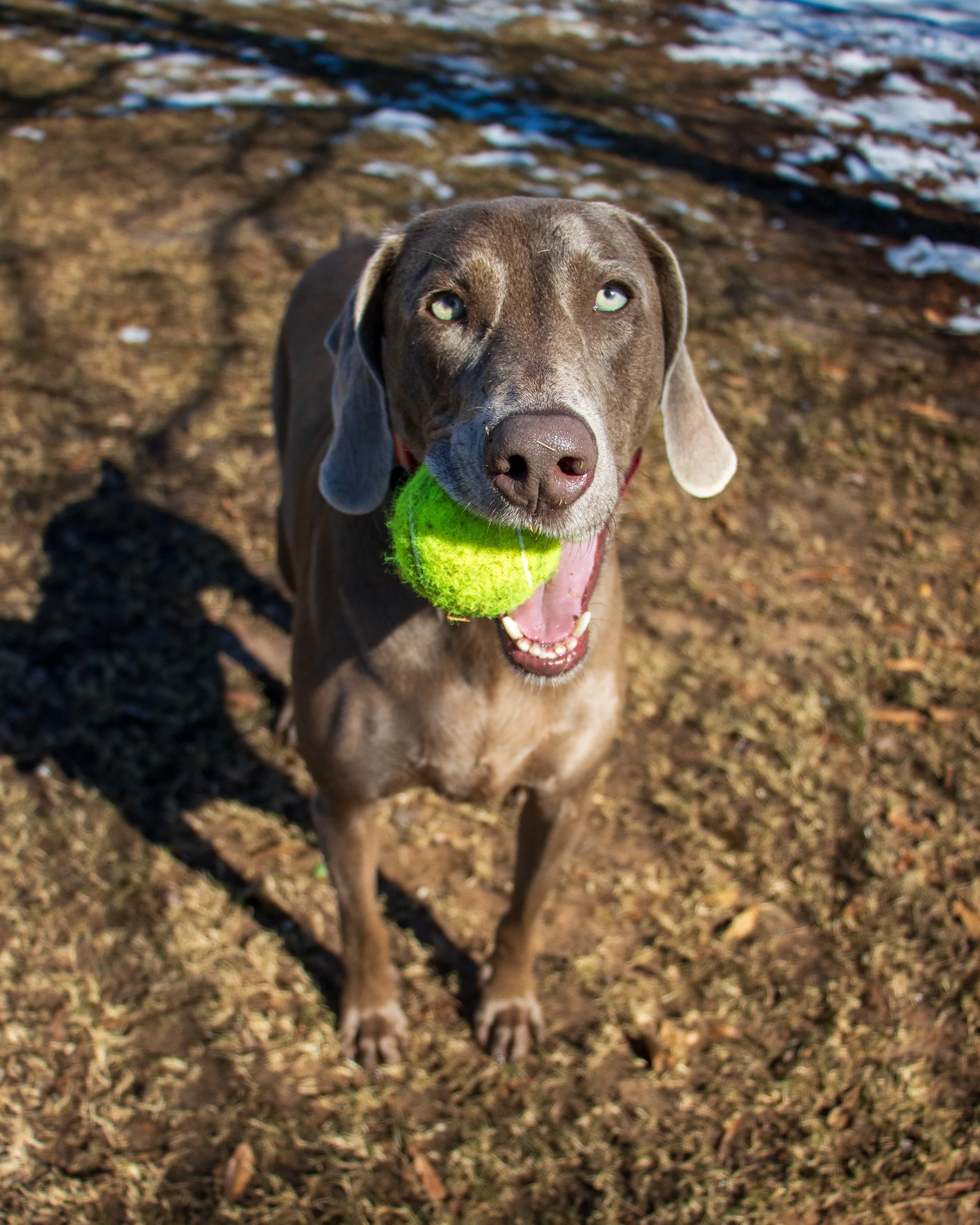 Beamer & Blu in the Snow-14.jpg