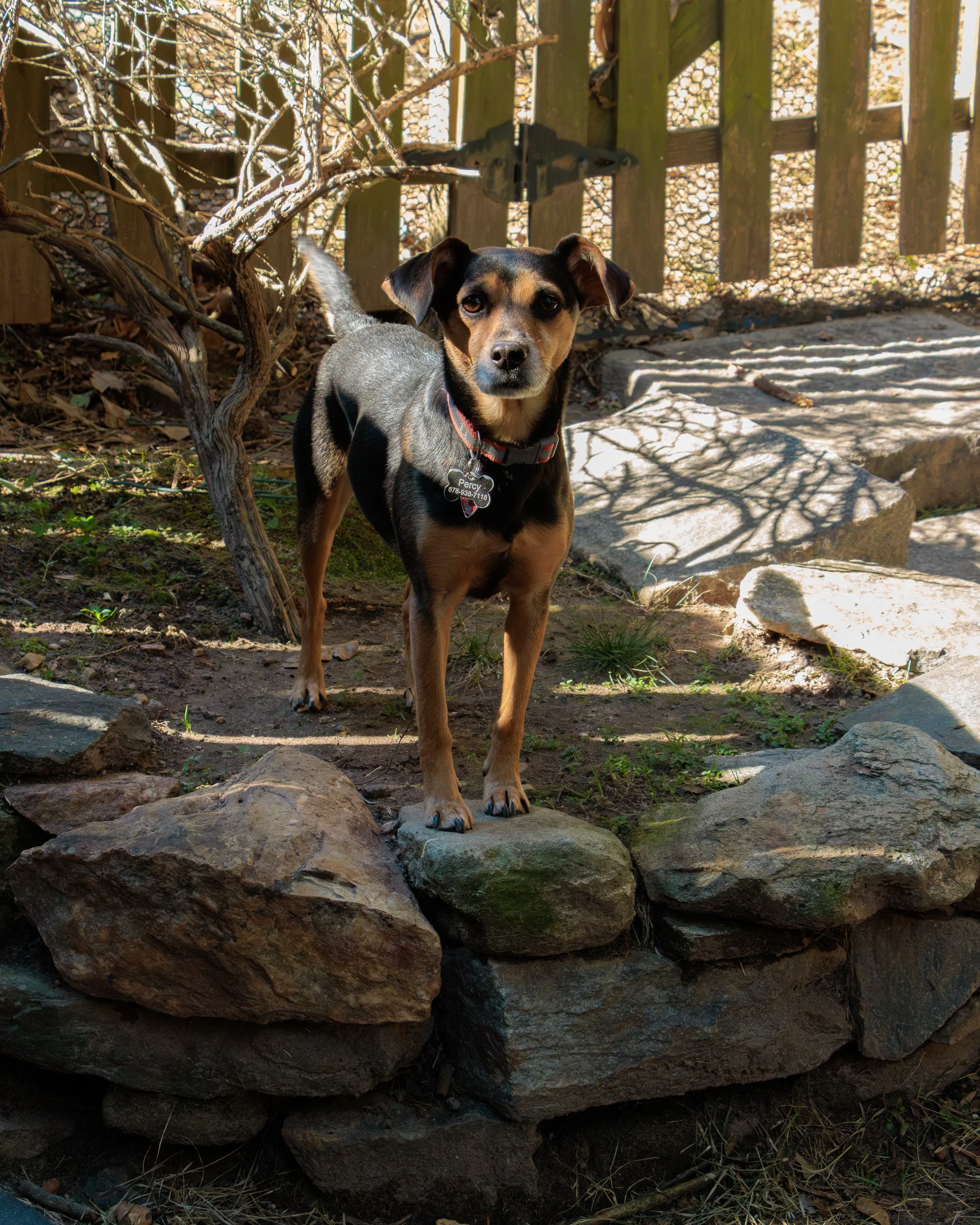 Sit, Stay, Smile with Dog Trainer ATL-01.jpg