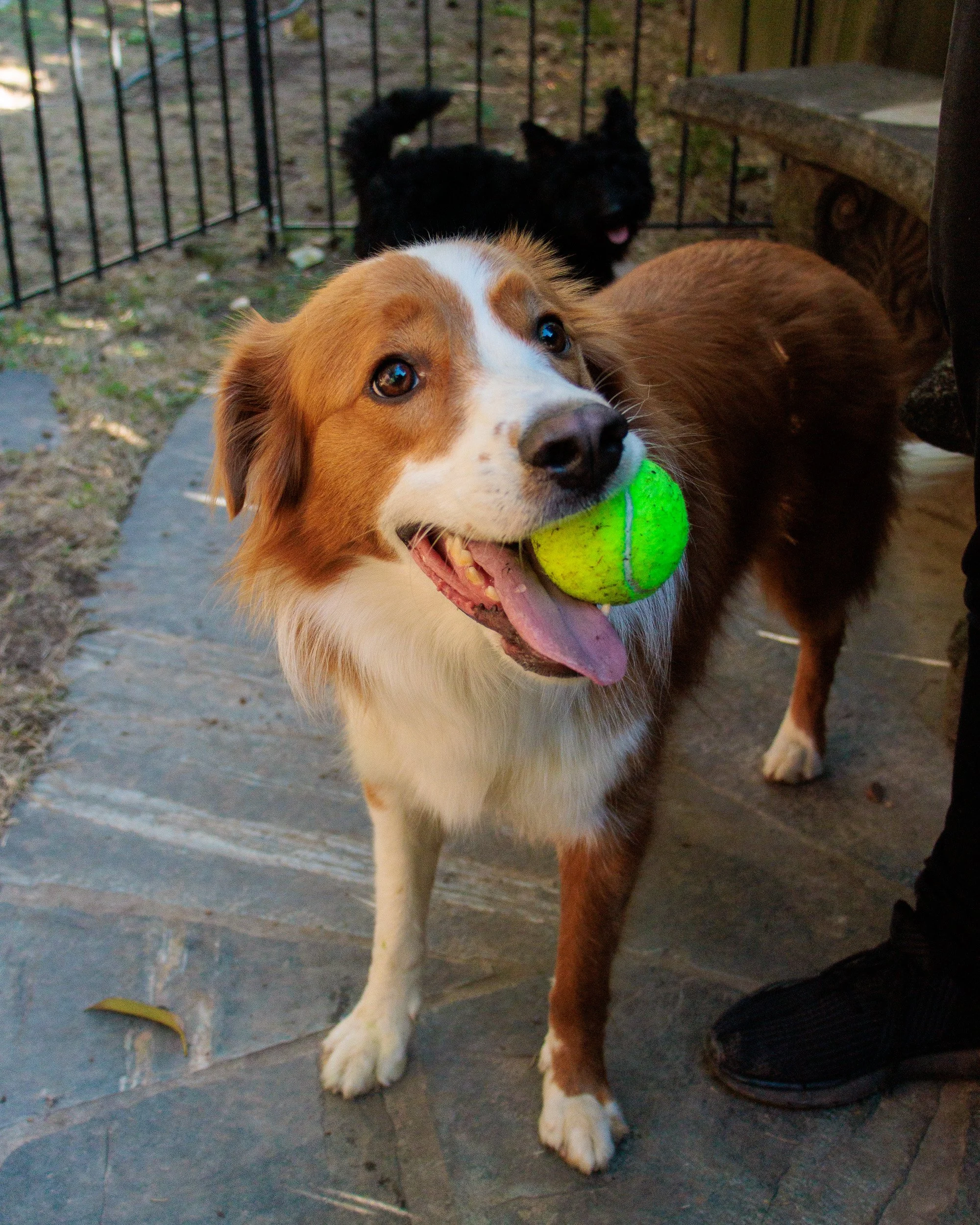 Sit, Stay, Smile with Dog Trainer ATL-02.jpg