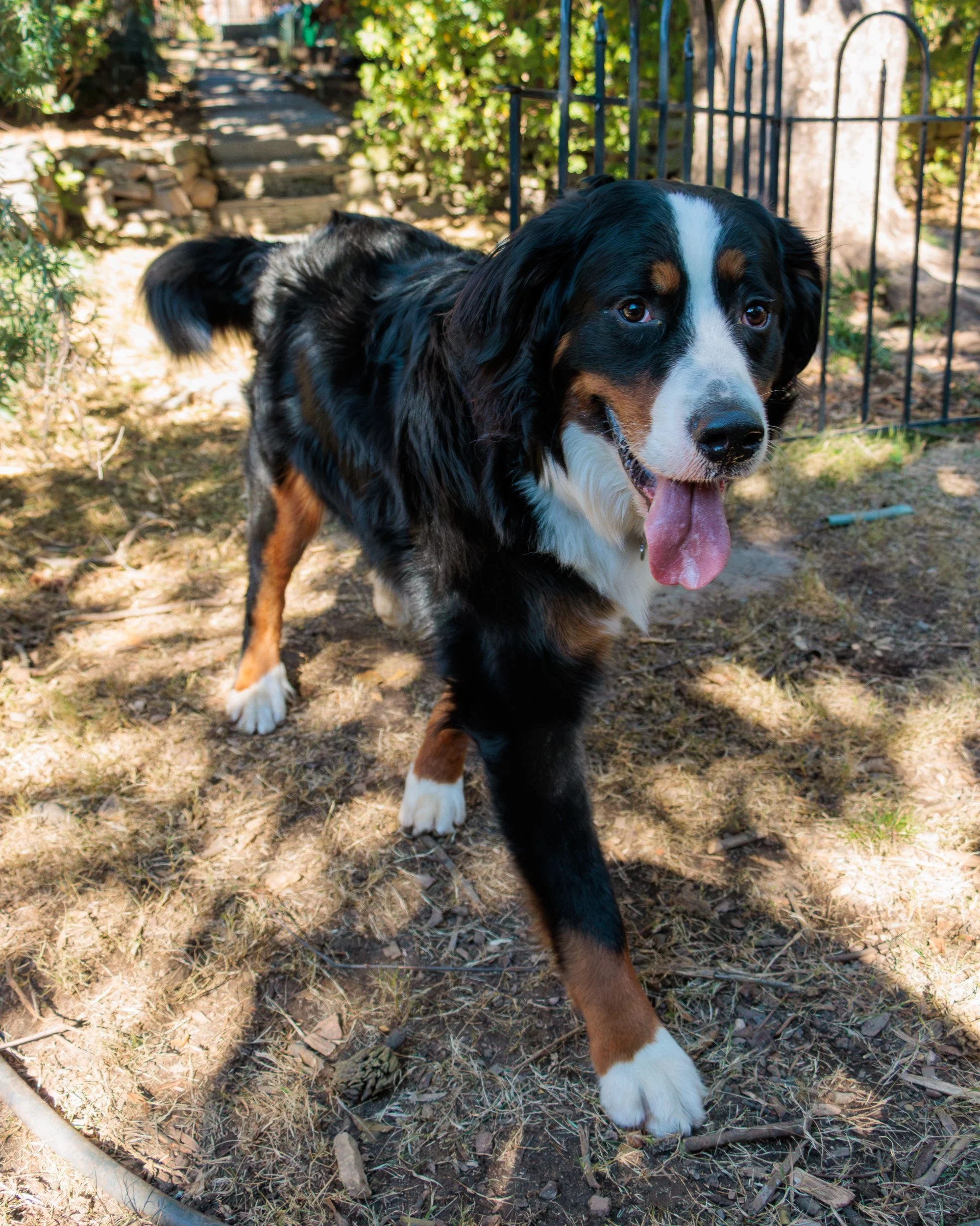 Sit, Stay, Smile with Dog Trainer ATL-03.jpg