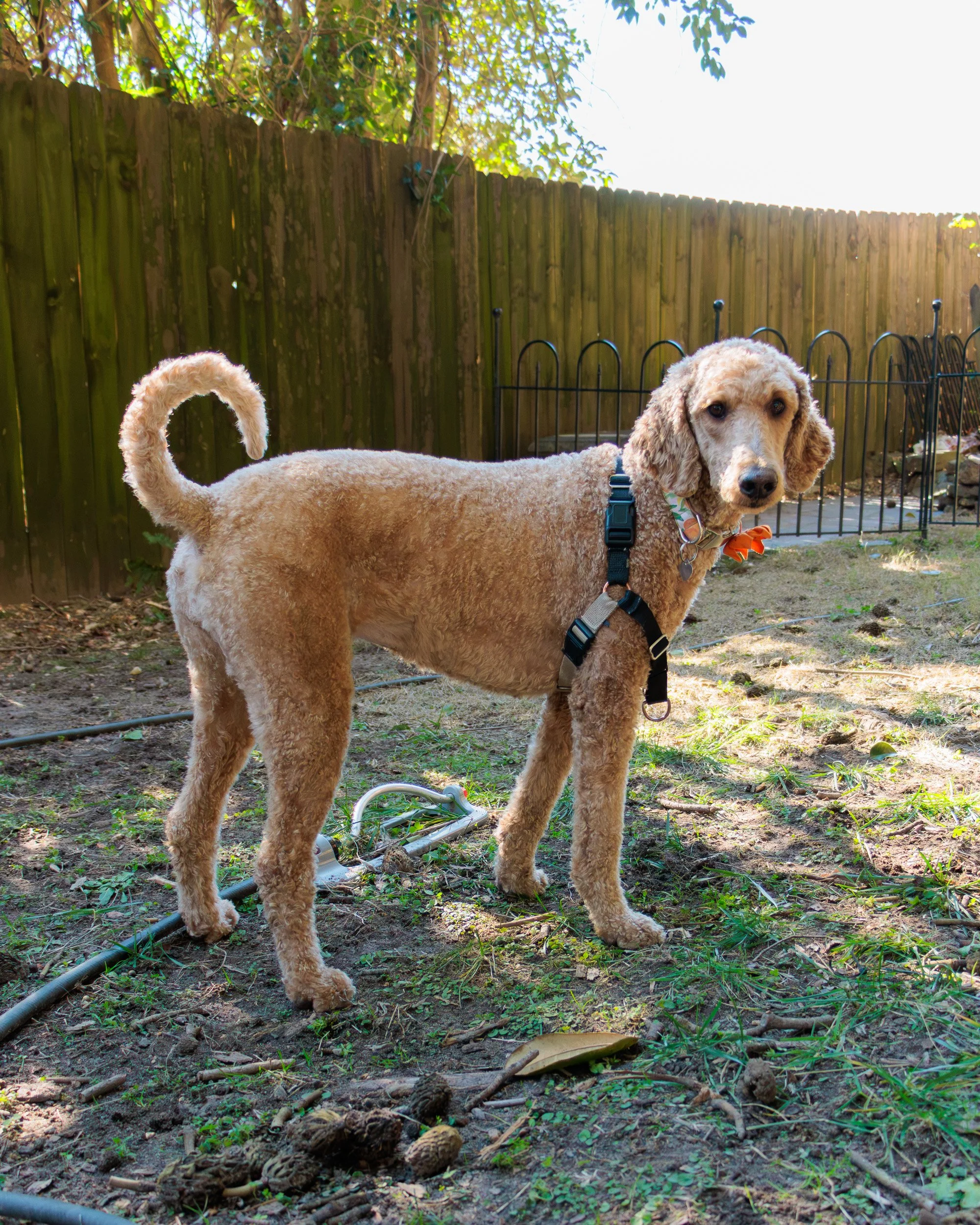 Sit, Stay, Smile with Dog Trainer ATL-04.jpg